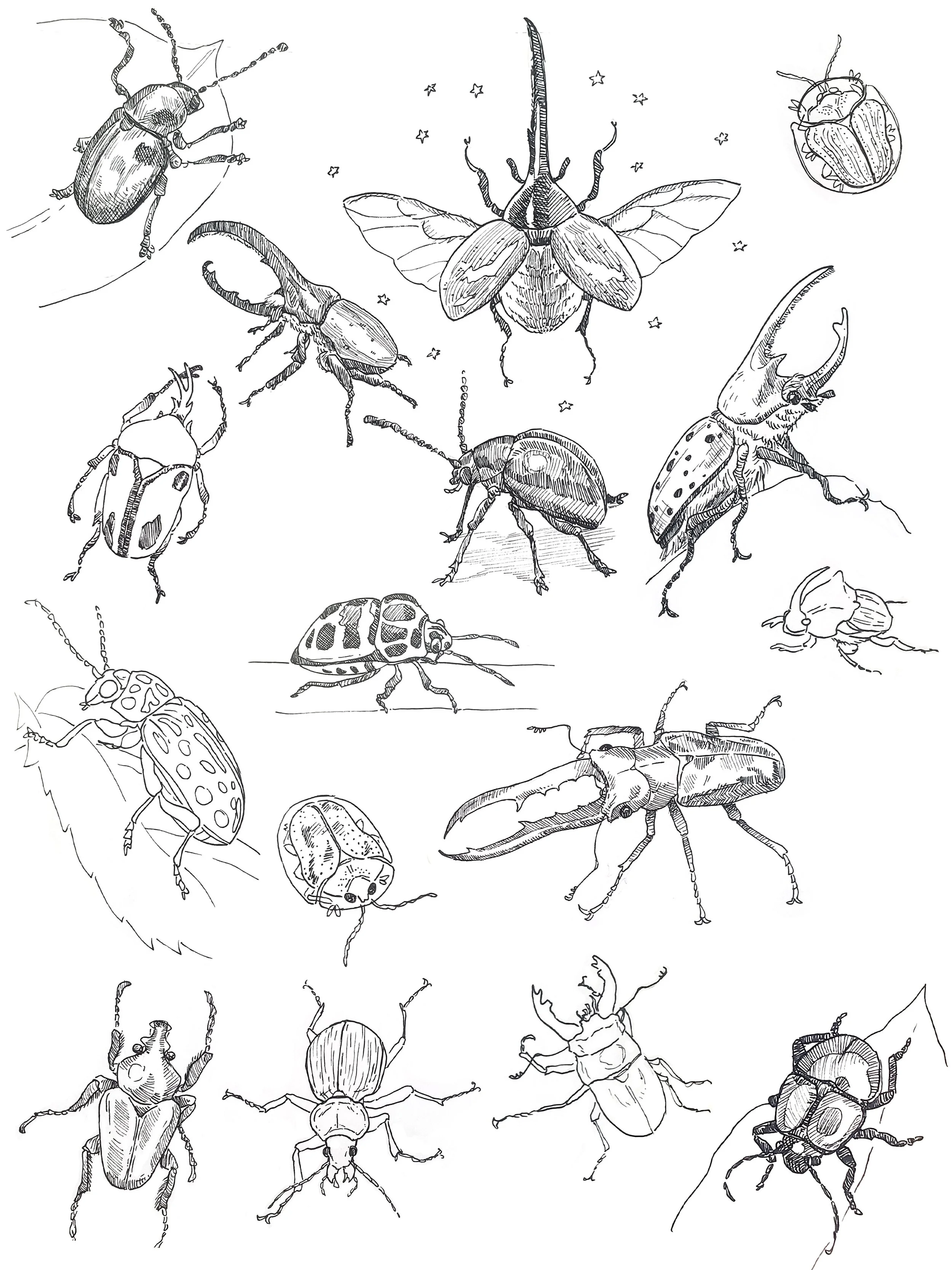 beetles2.jpg
