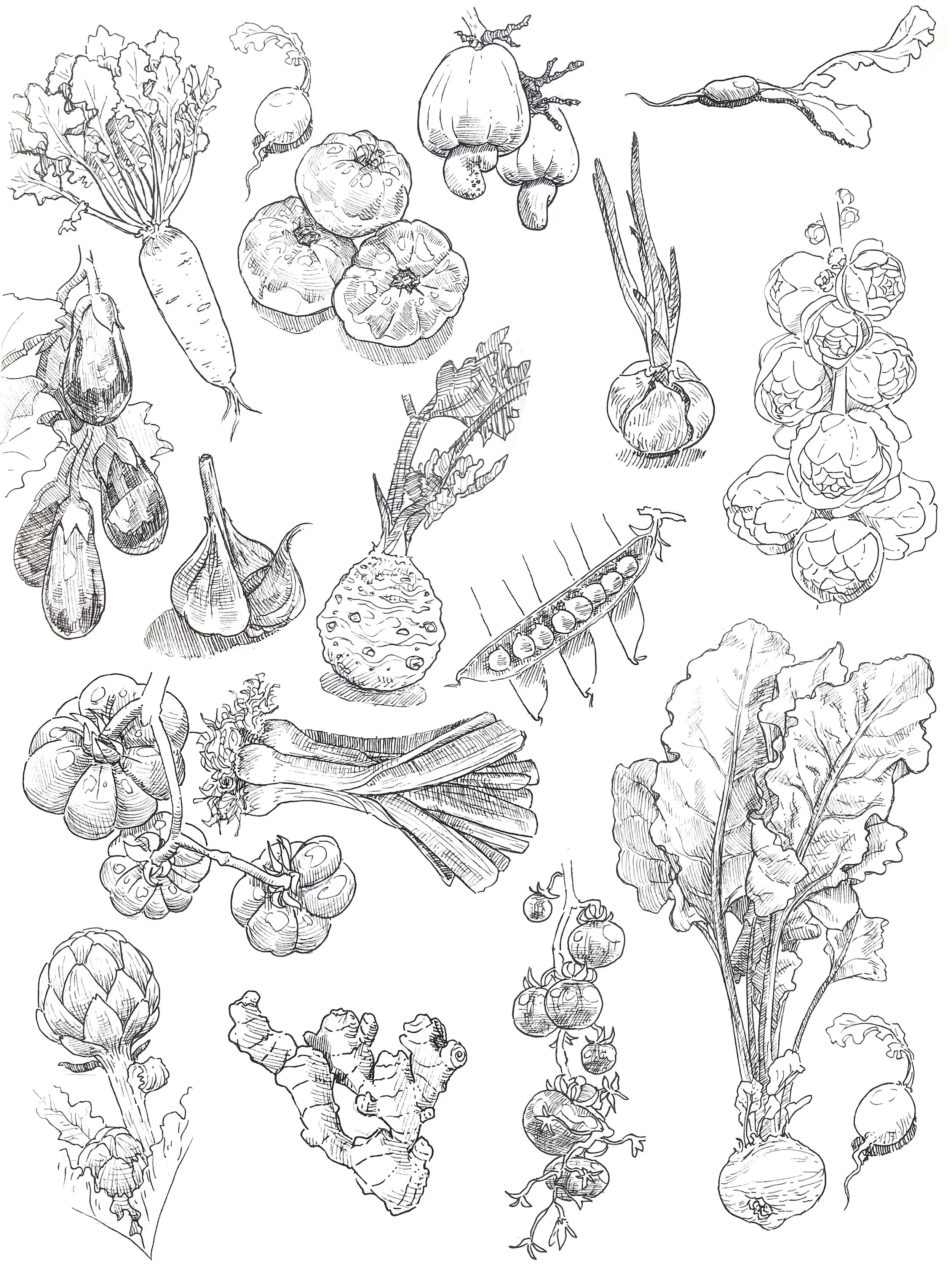 sketchbook1_veggies.jpg