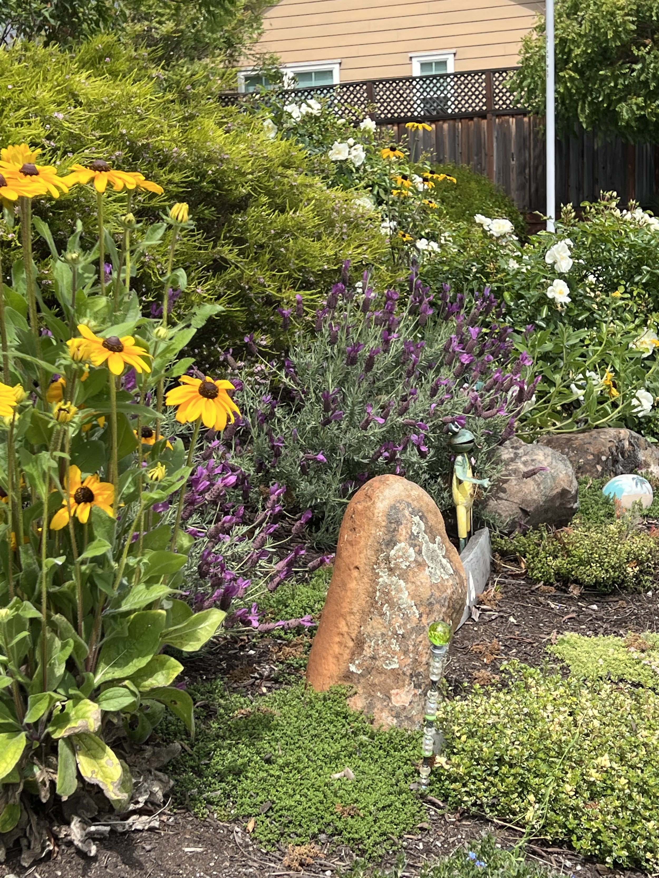 A garden with various colorful flowers and shrubs, rocks, and a reddish-colored stone in the center. There is a wooden fence and a house with windows in the background.