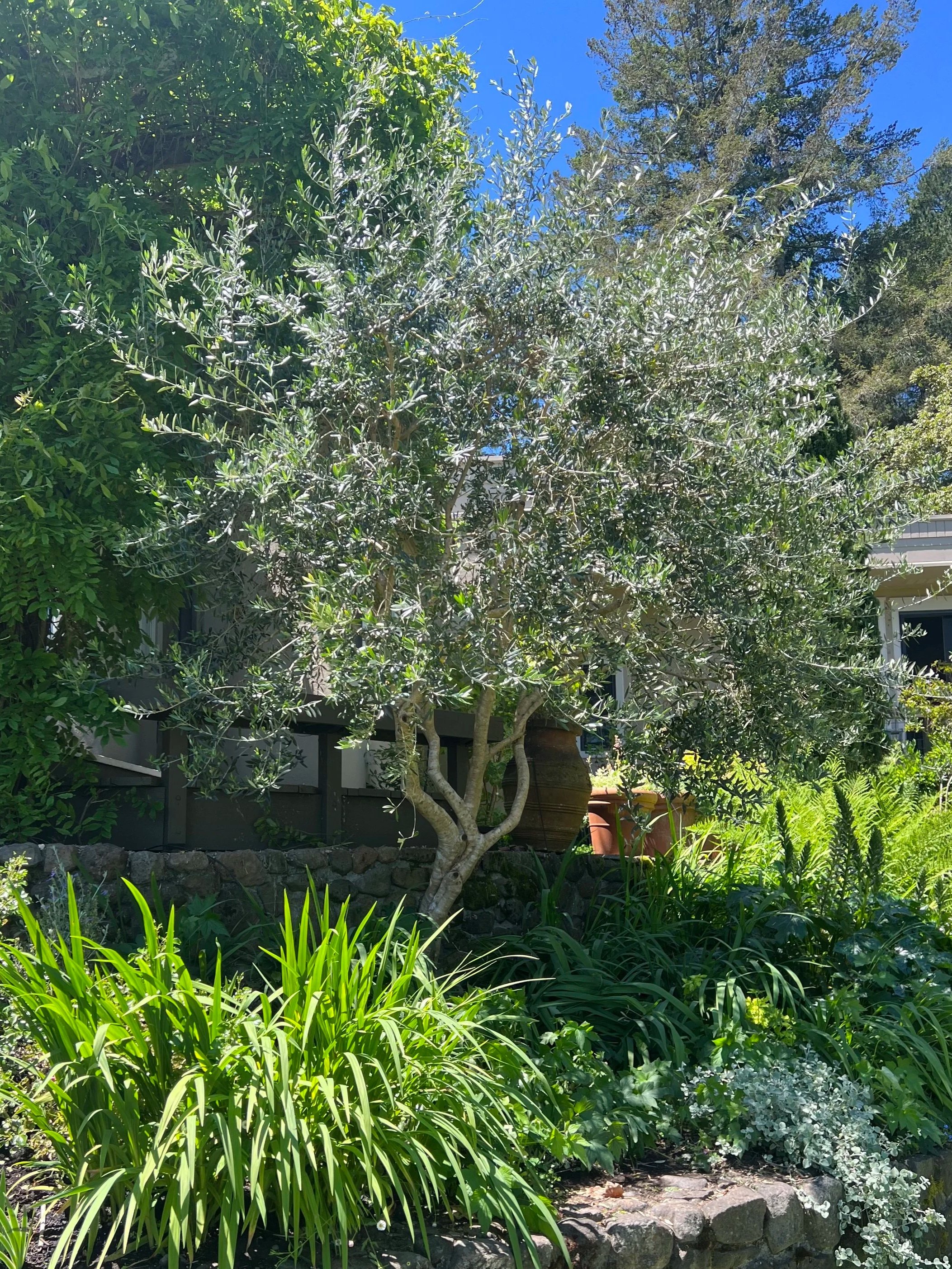A lush garden with various green plants and trees, a stone border, and a wooden fence in the background under a clear blue sky.
