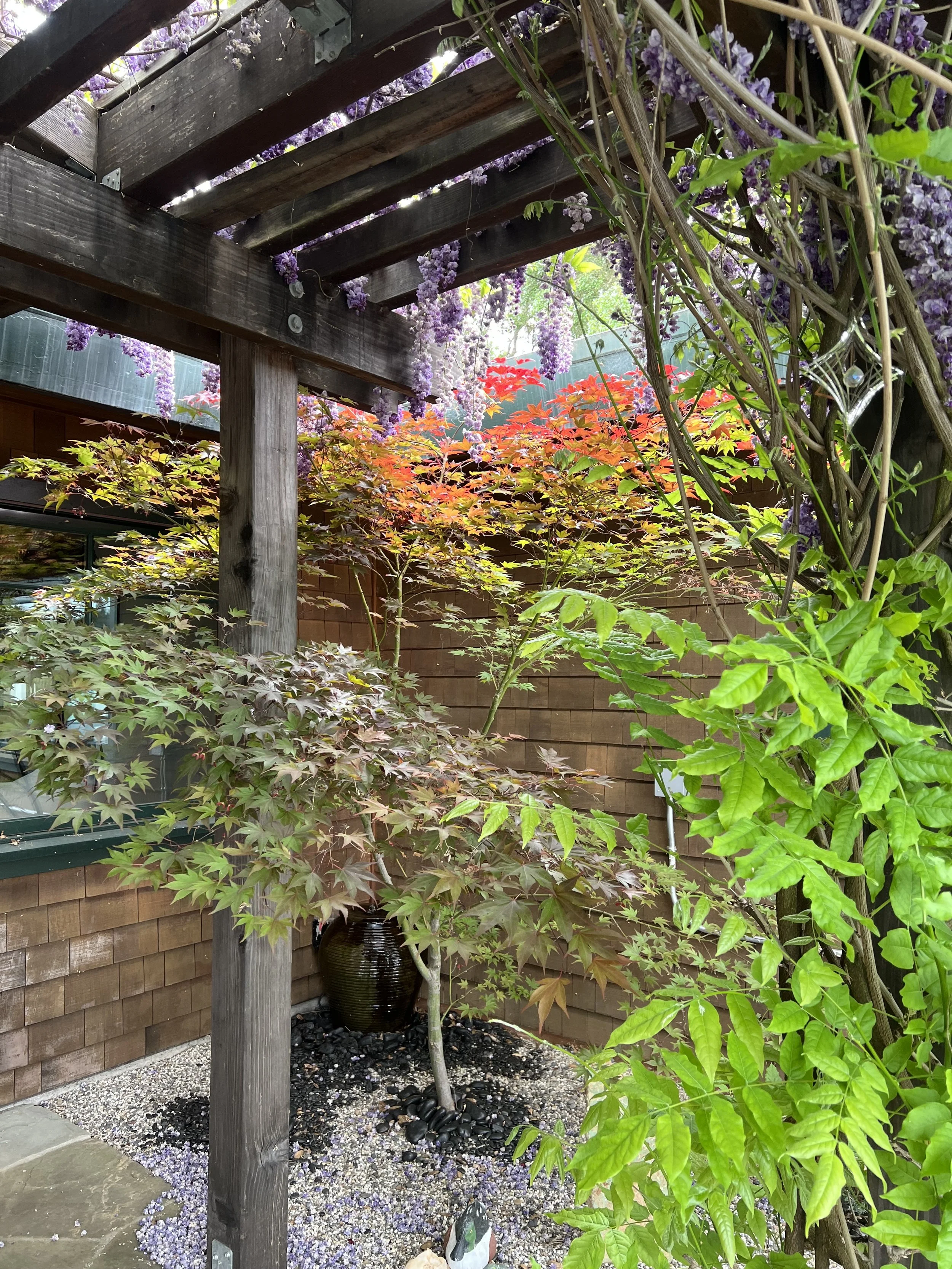 A garden scene featuring a wooden pergola with purple flowering vines hanging from above, a Japanese maple tree with reddish leaves, green leafy plants, a black vase, and a small decorative statue of a bird. The ground is covered with gravel and black stones.