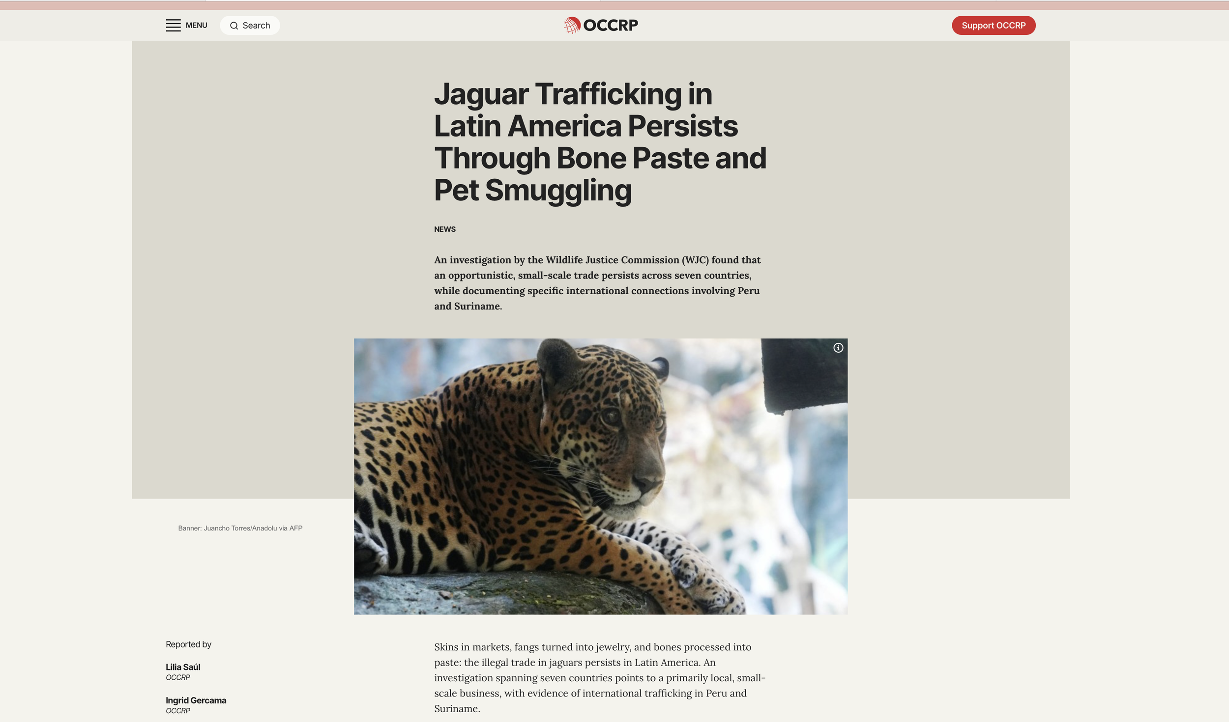 NEWS An investigation by the Wildlife Justice Commission (WJC) found that an opportunistic, small-scale trade persists across seven countries, while documenting specific international connections involving Peru and Suriname. Reporting for OCCRP. 