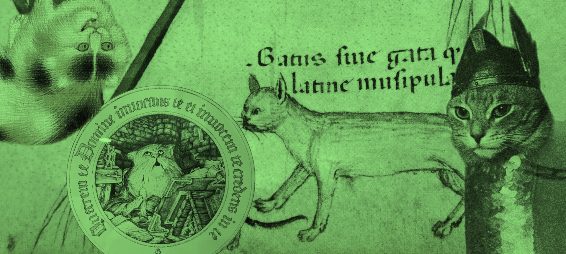 Felis catus: The Domestic Cat