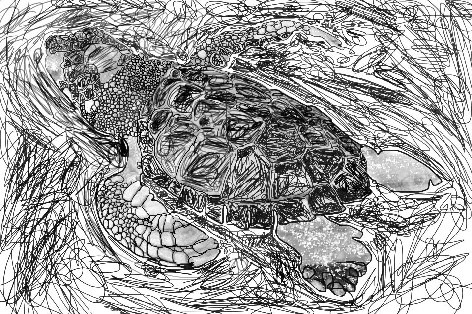 Tangled Turtle, 2012, digital drawing printed on BFK Rives paper,  11” x 17”