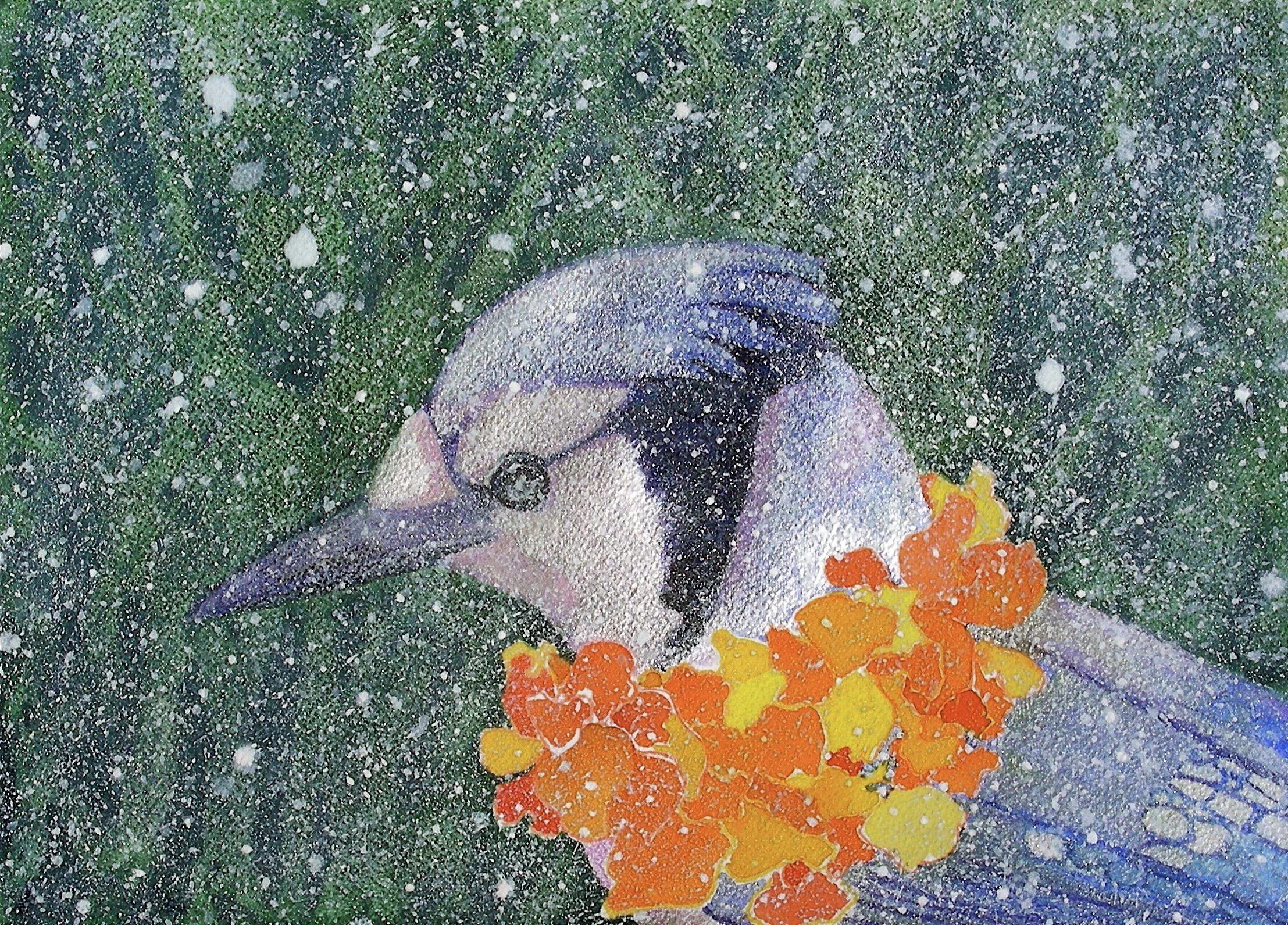 Party Jay, 2008, watercolor and gouache on Arches paper, 10” x 14”