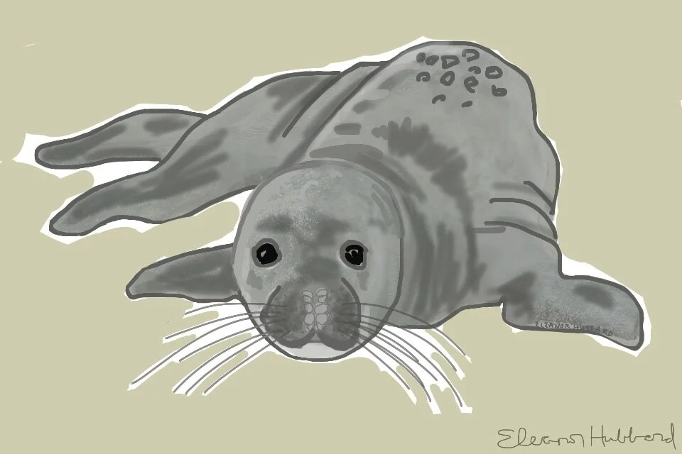 Tourist in West Chop, 2014, digital drawing printed on BFK Rives paper,  11” x 17”