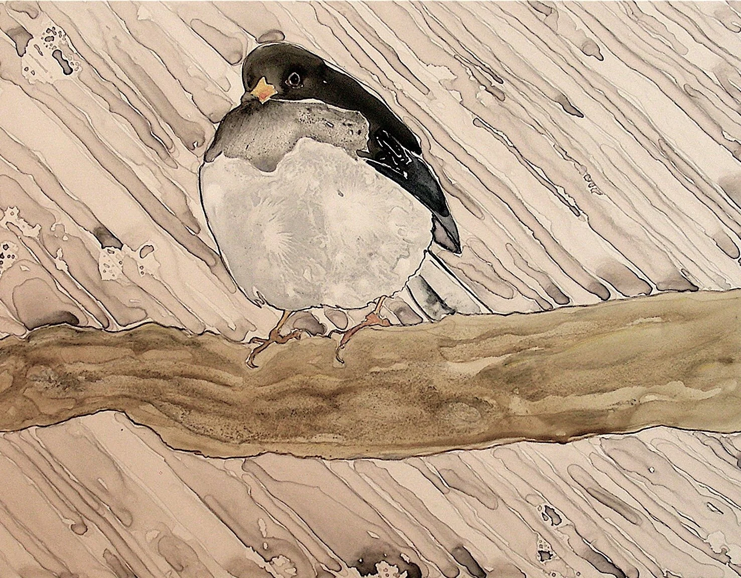 Wet Junco, 2011, watercolor and colored pencil on Yupo paper, 11”x 14”