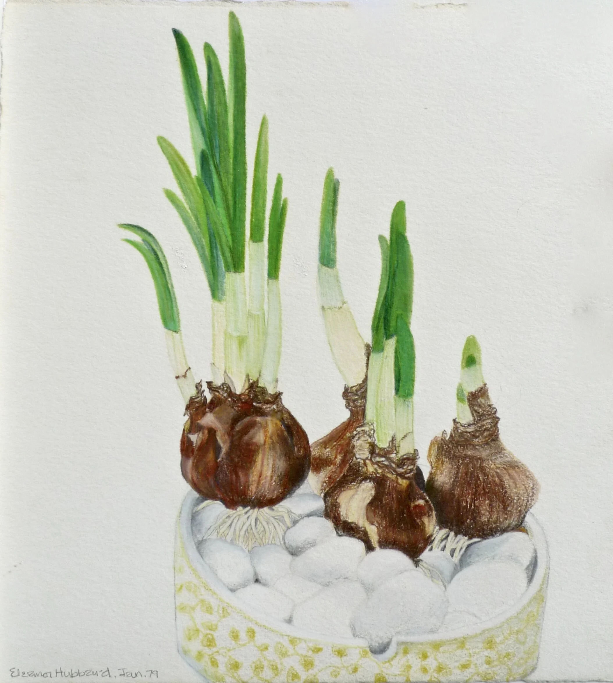 Sprouting In-Laws, 1971, colored pencil and gouache on BFK Rives paper, 9" x 7"