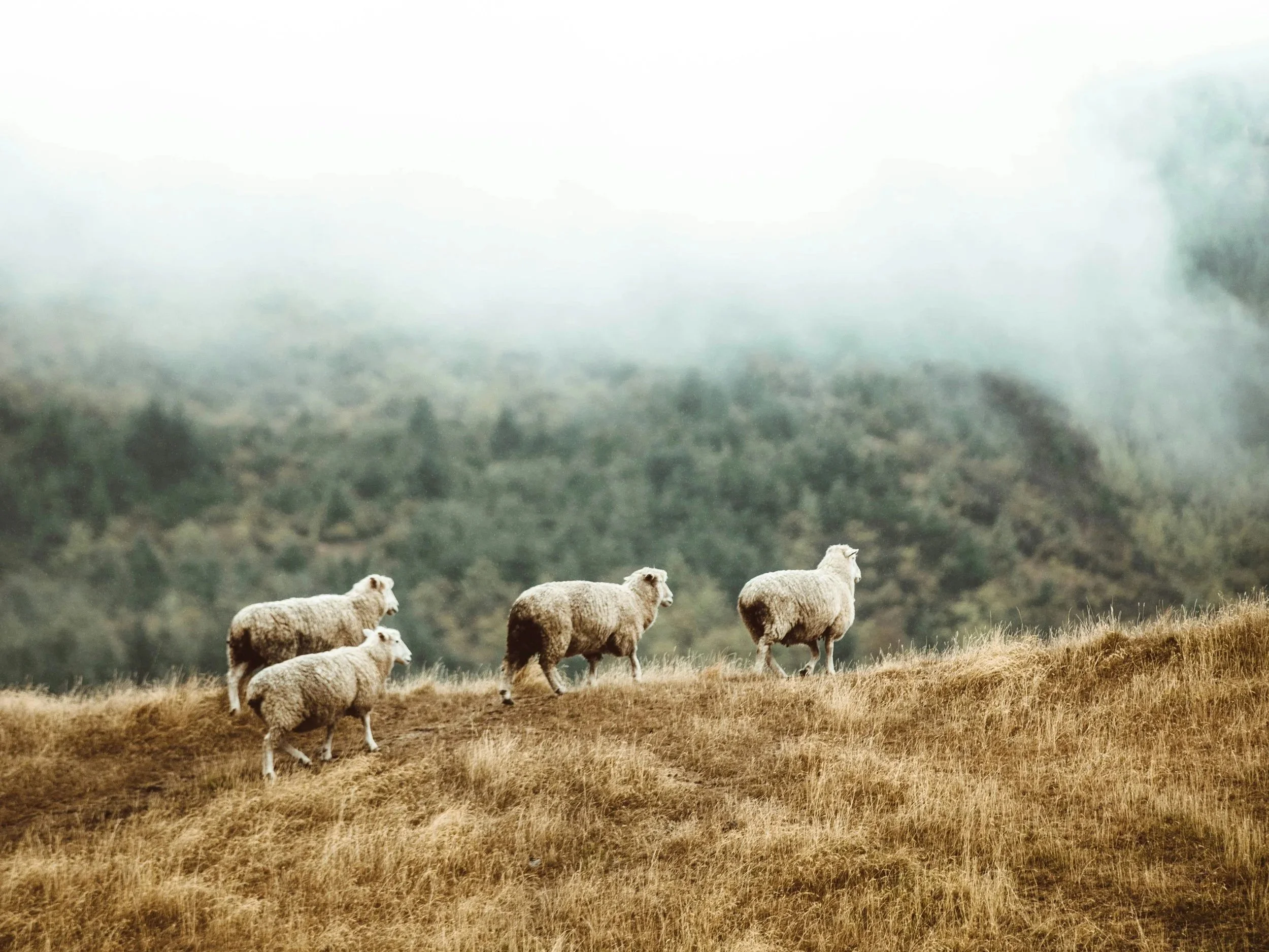 Elders Smell Like Sheep