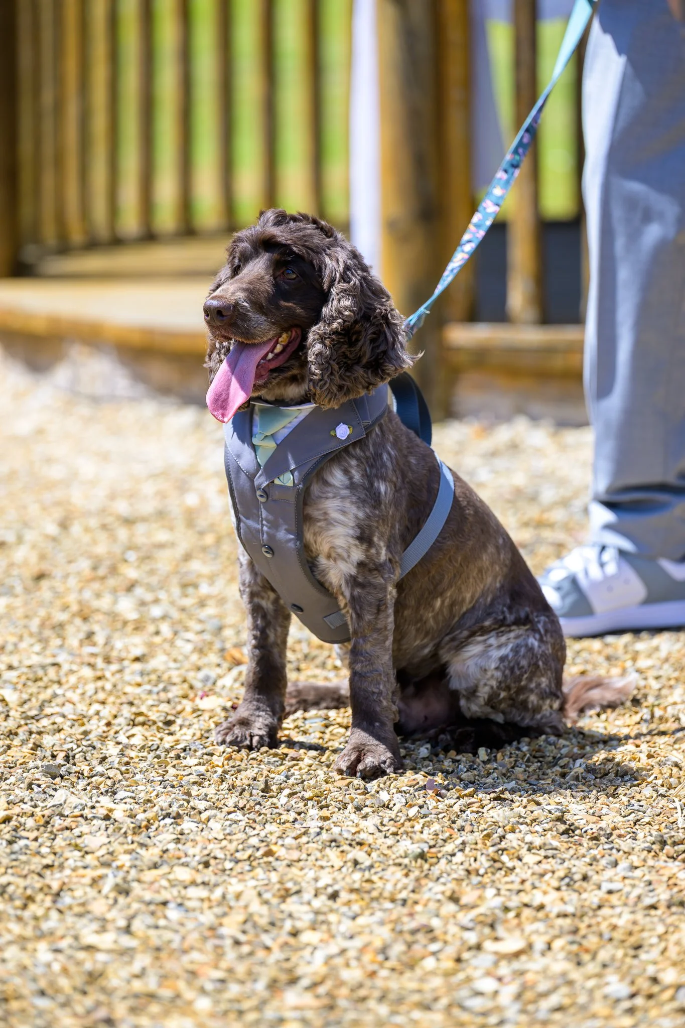 A dog sat down on stones with a lease round its neck and a person standing behind it