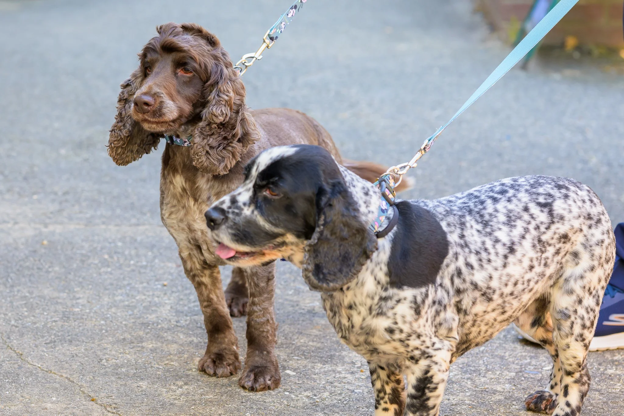 2 dogs stood next to eachother on a pavement while wearing leashes around their necks
