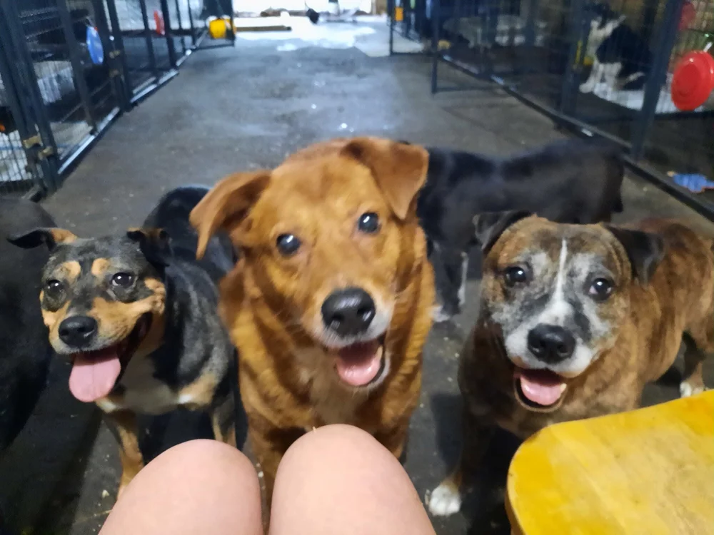 Feral Dog FAQs The Devoted Barn