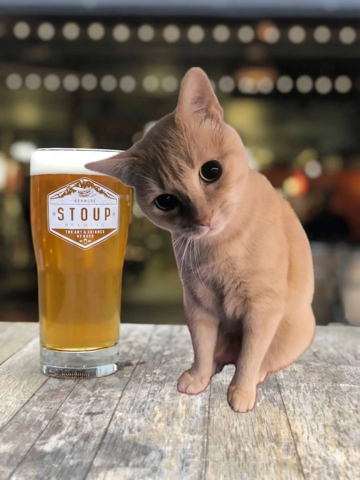 MJAU!&nbsp;GIVEAWAY ALERT!!! 

We just tapped Stoup's Belly Full of Fancy IPA, brewed in honor of their brewer Aaron's 10 year anniversary and named for his cat Rico! And we've got a 48 hour flash giveaway for our fellow cat lovers! 😻

A randomly ch