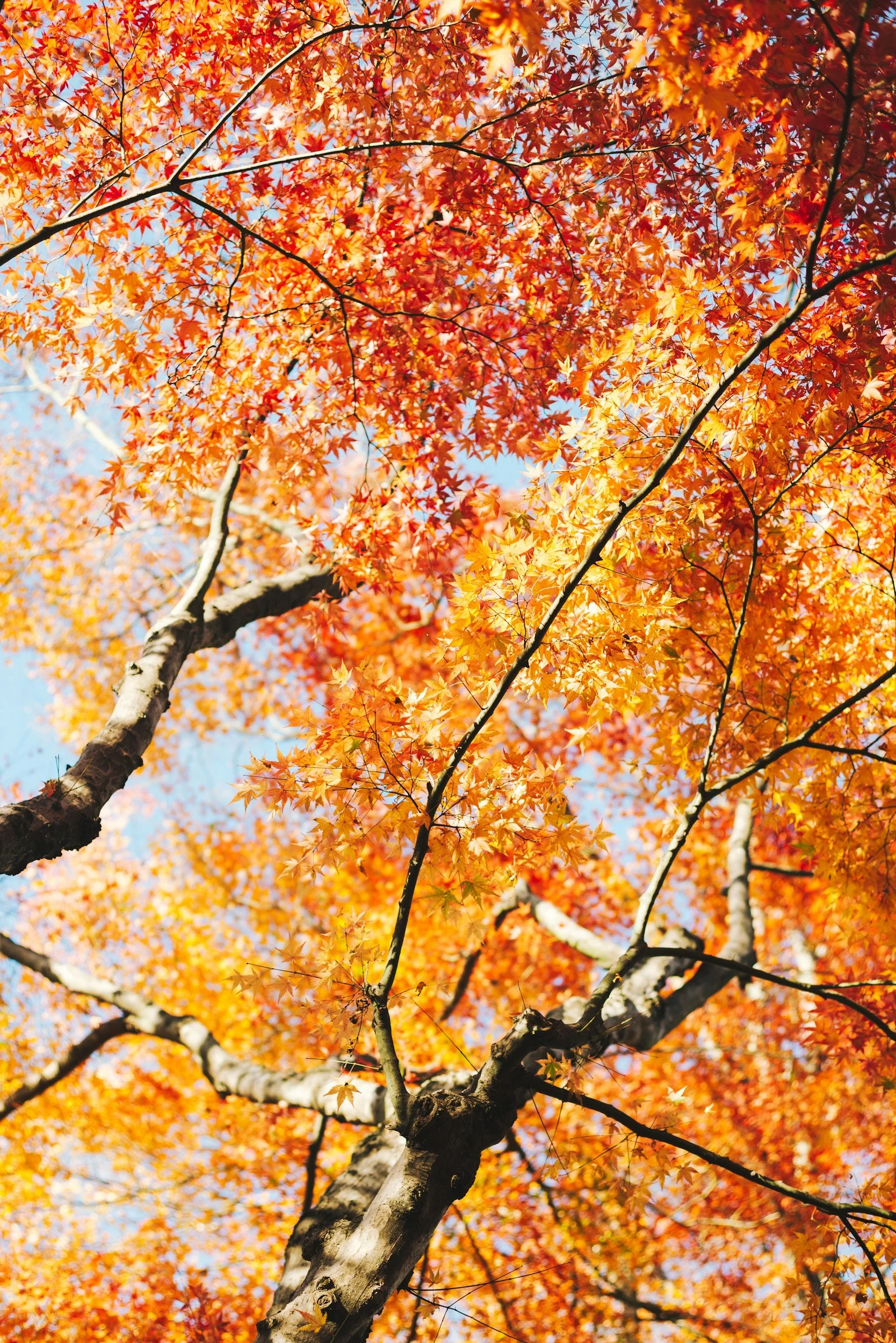 Best Trees and Shrubs for Fall Color