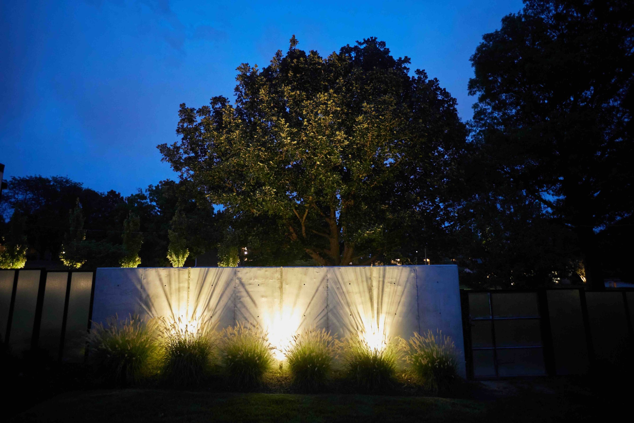 Priority-Ornamental Grass Lighting.jpeg