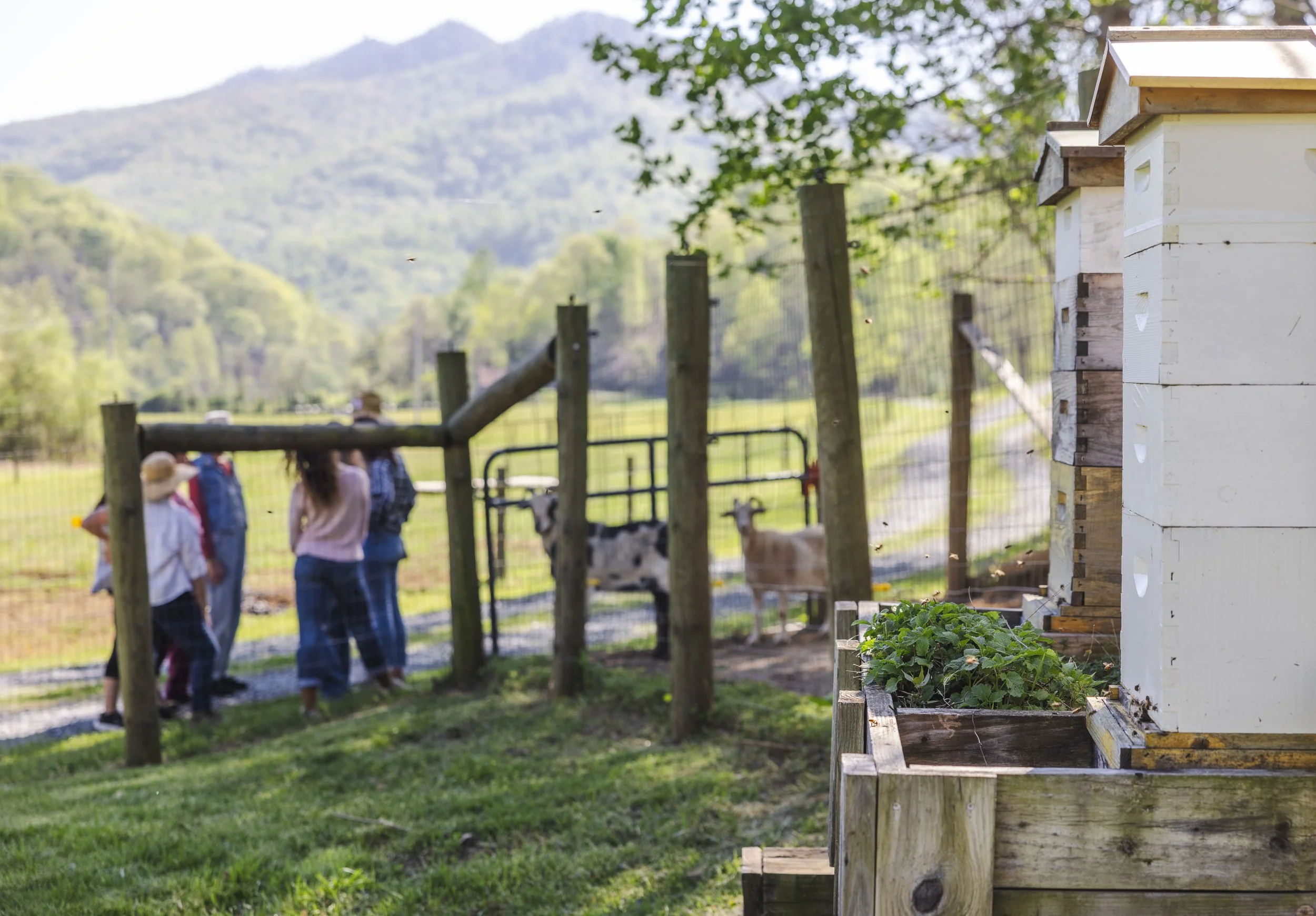 2026.04.16_HeirloomSprings_PressPackShoot_DanielJames_HERDventures290.jpeg