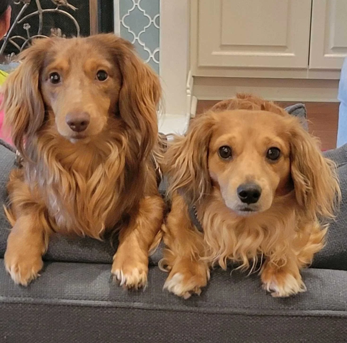 Two Dachshund dogs with long, wavy fur and floppy ears are sitting on a gray couch.