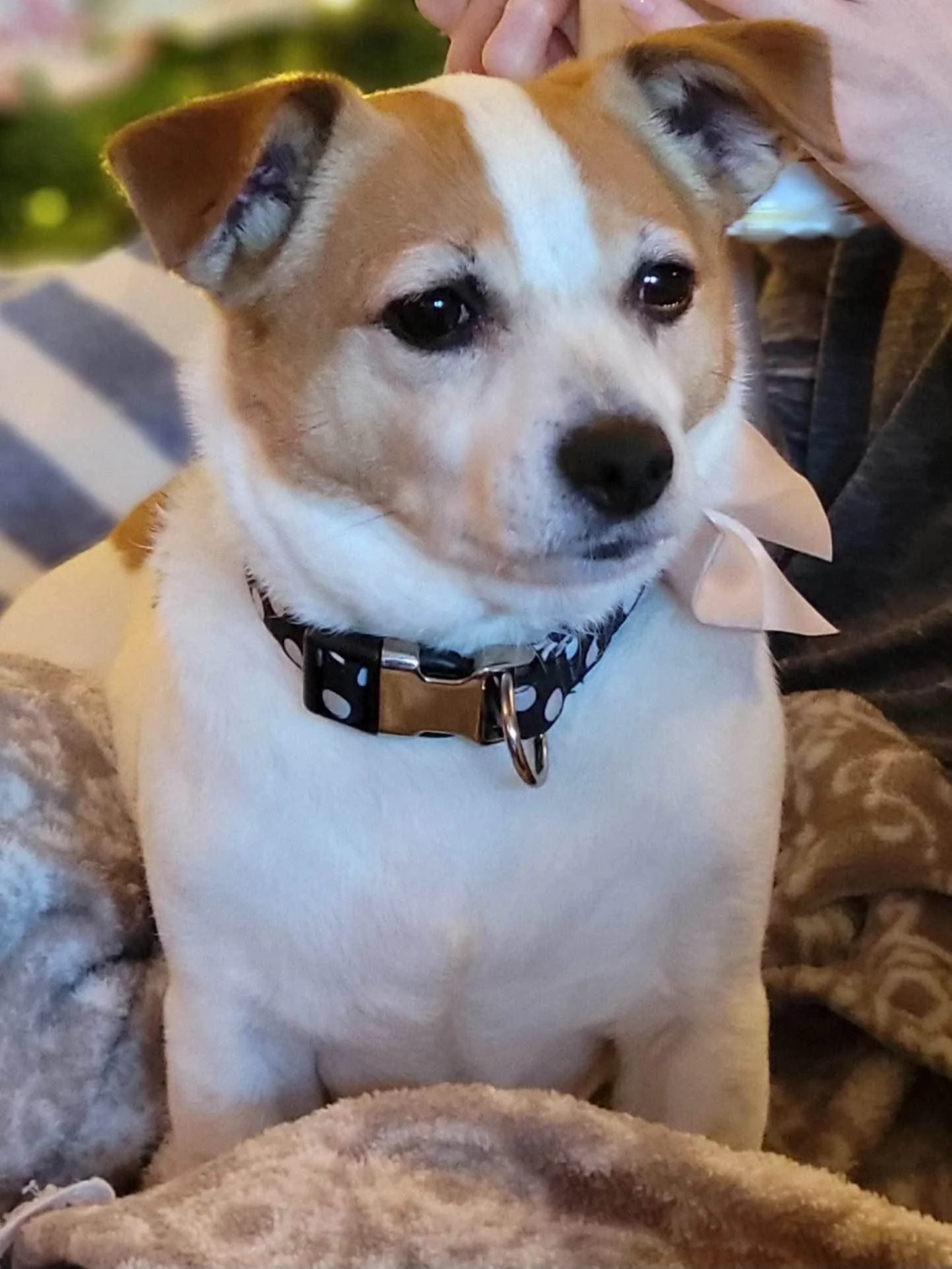 The owner of Mako Services dog, Isla Rose