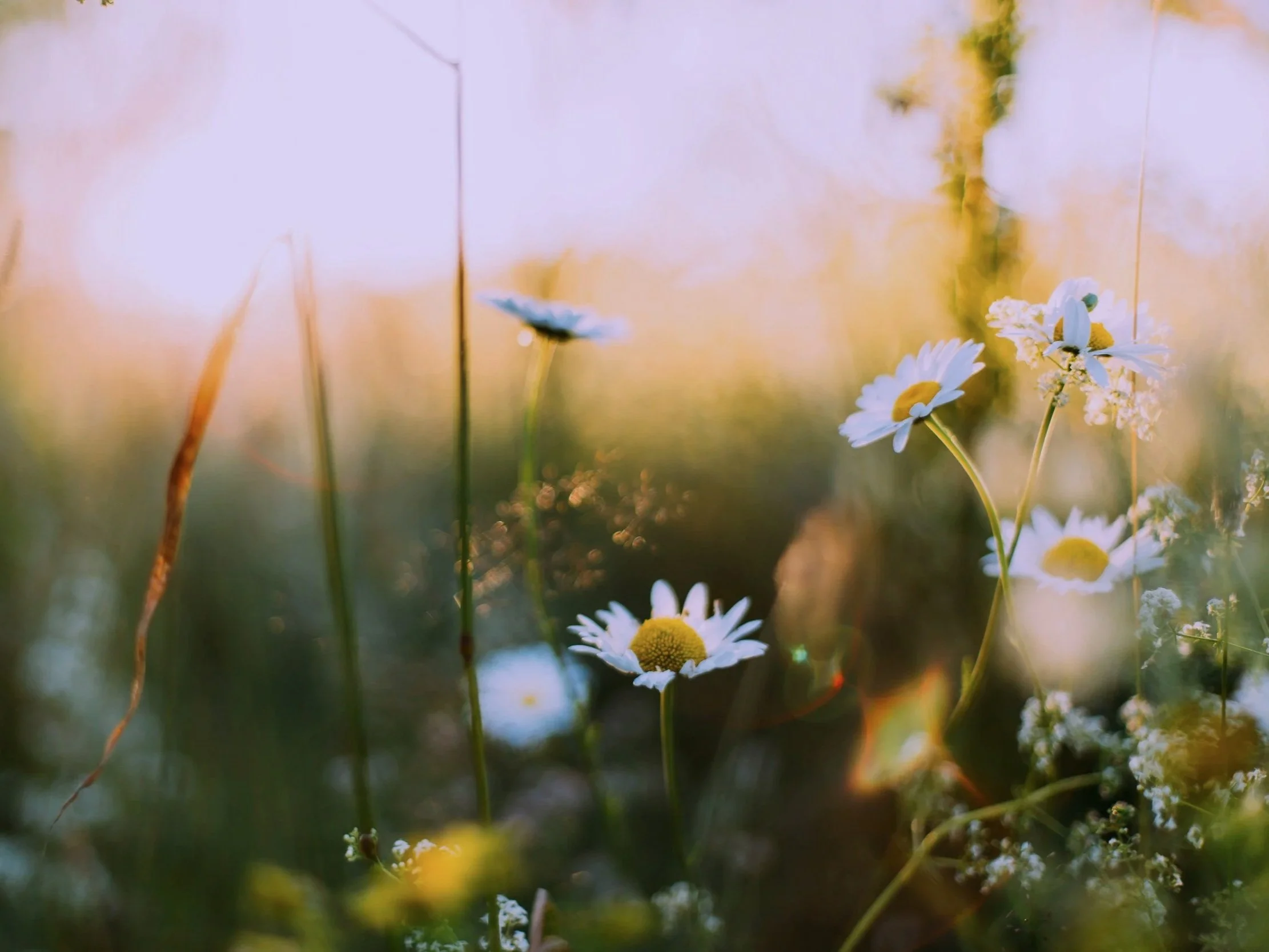 Spring Has Sprung: A Season of Growth