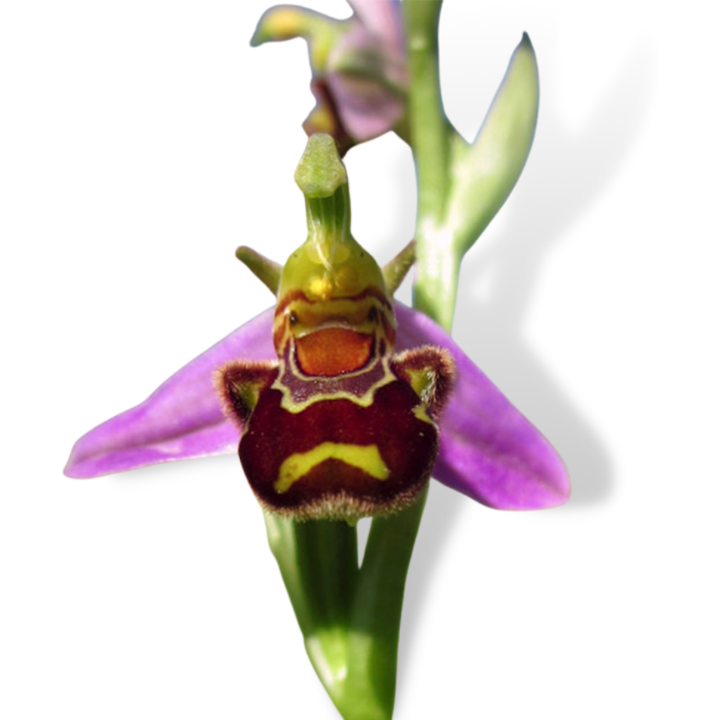 Rare Flowers The Most Unique In Nature CHELSIDERMY Oddities Bones rare-flowers-the-most-unique-in-nature-chelsidermy-oddities-bones