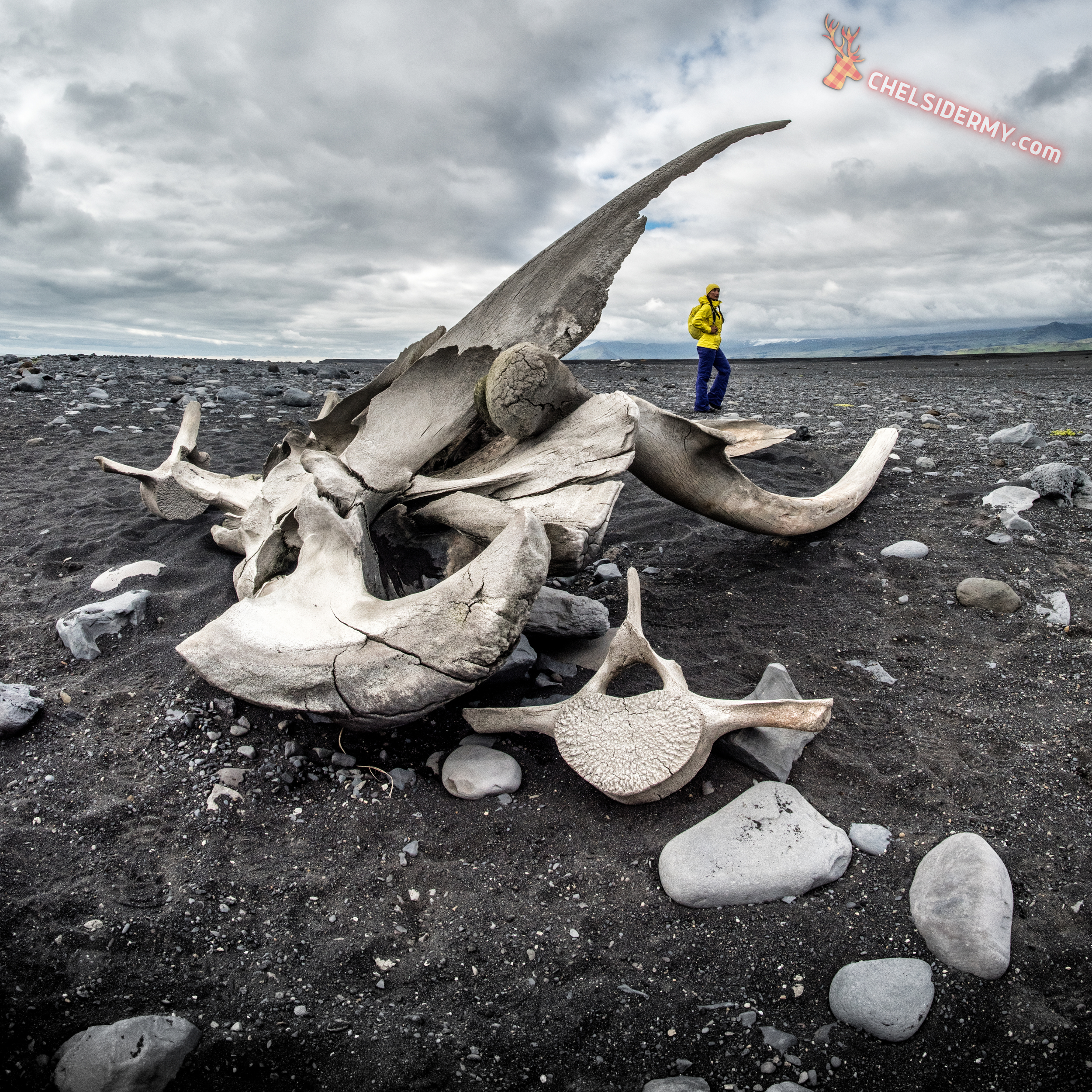 Real Animal Skulls for Sale - The Bone Room