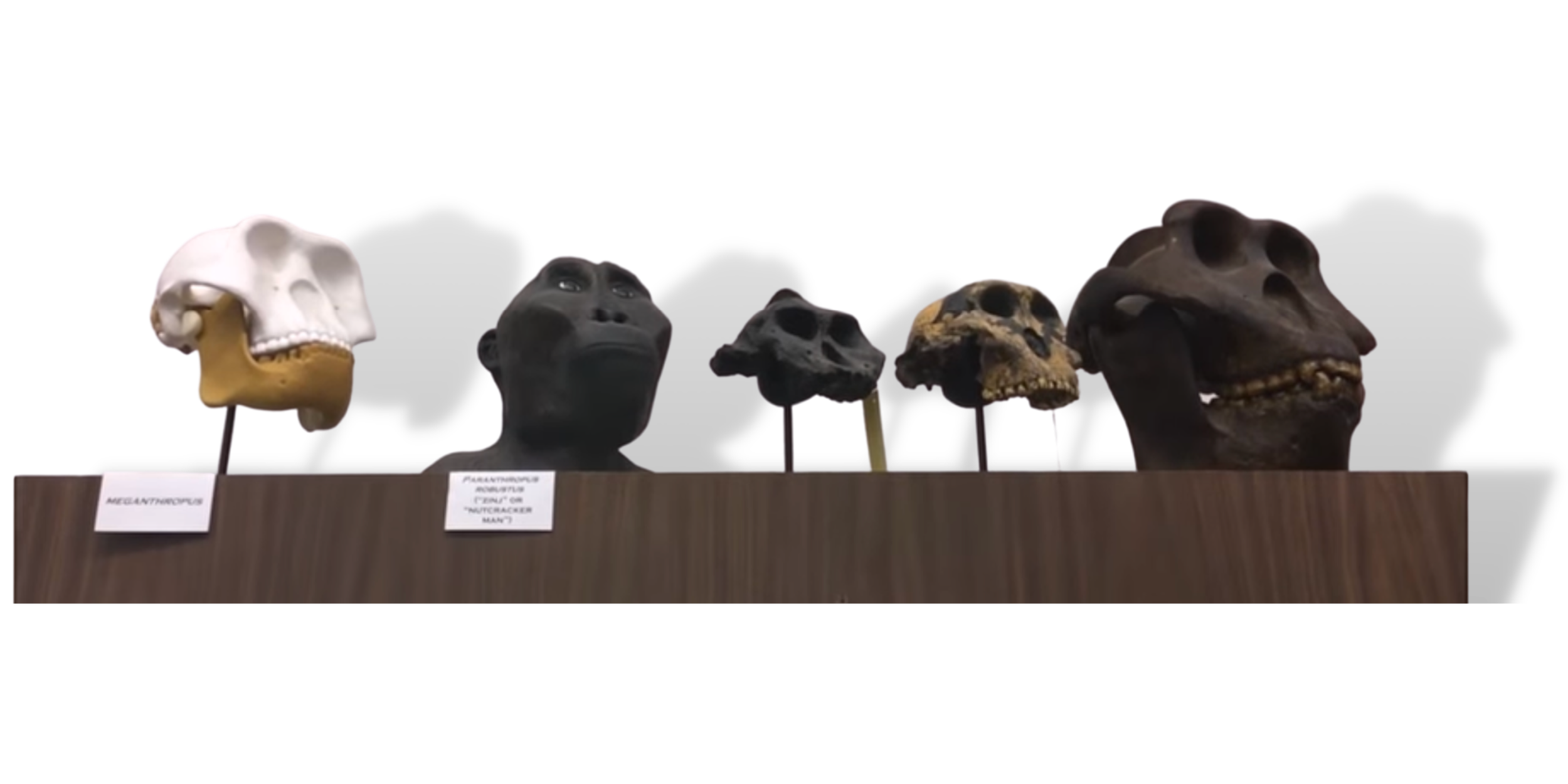 International Cryptozoology Museum The Weird & Wonderful — CHELSIDERMY