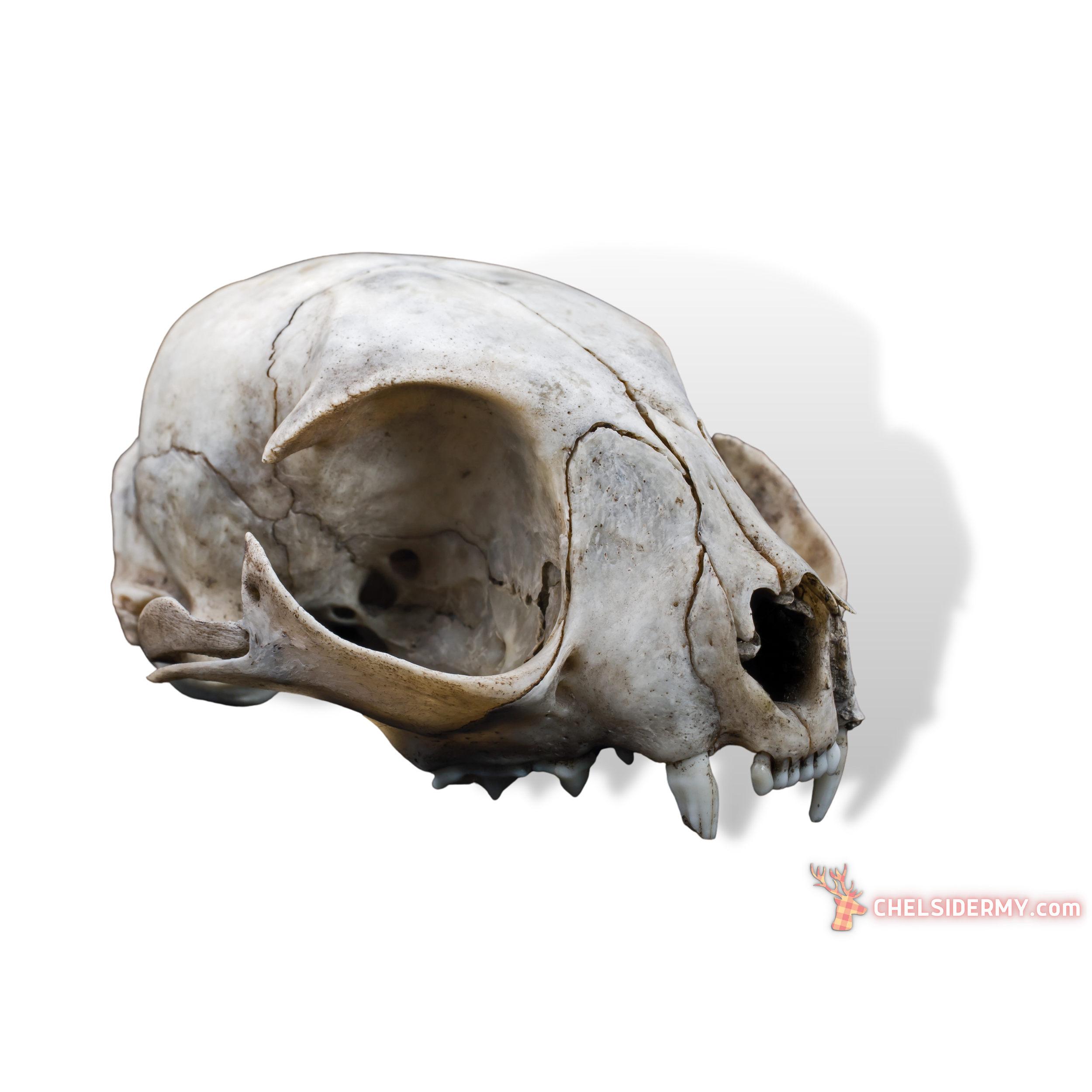 Real Animal Skulls for Sale - The Bone Room