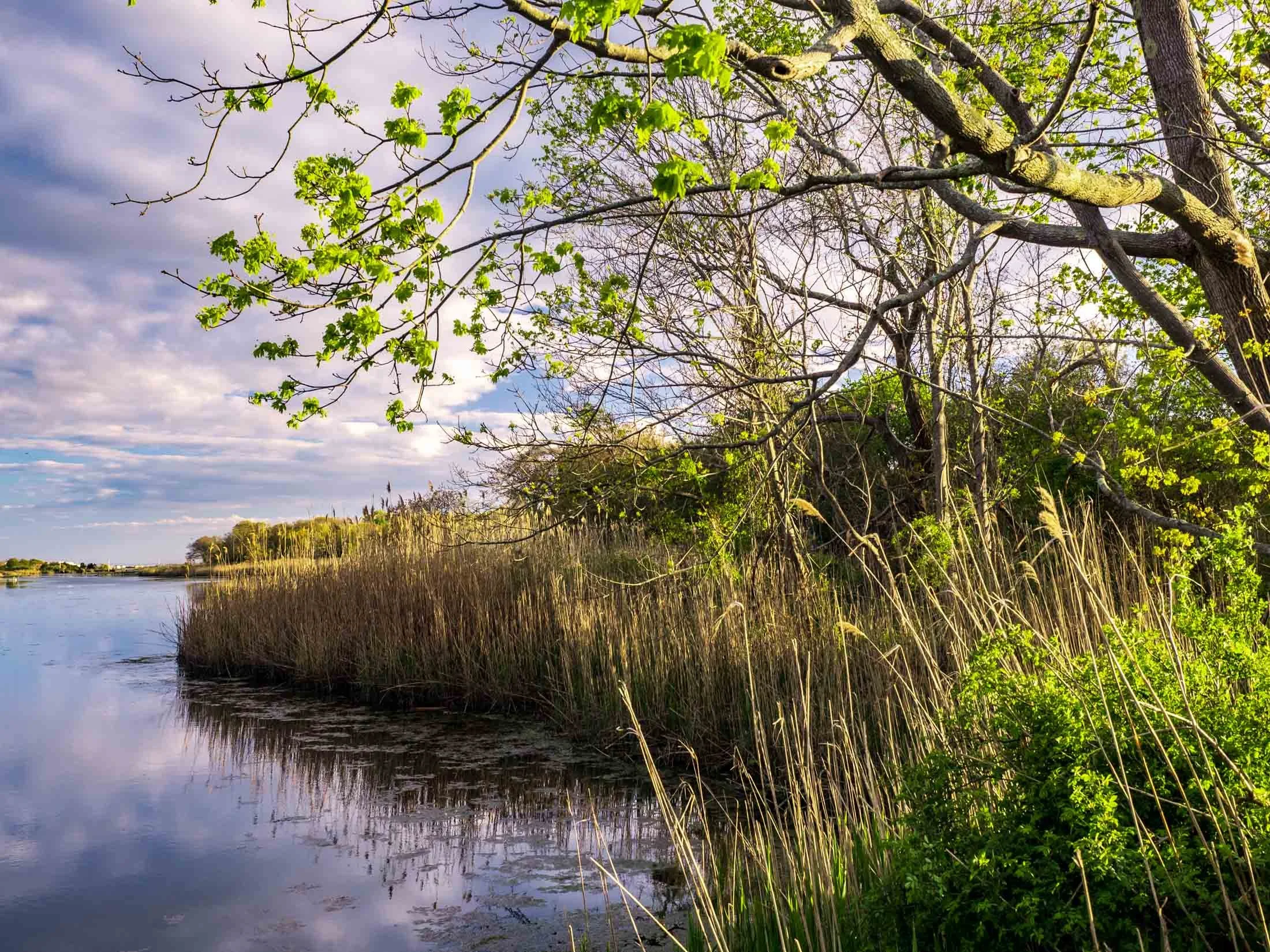 Coastal Marsh