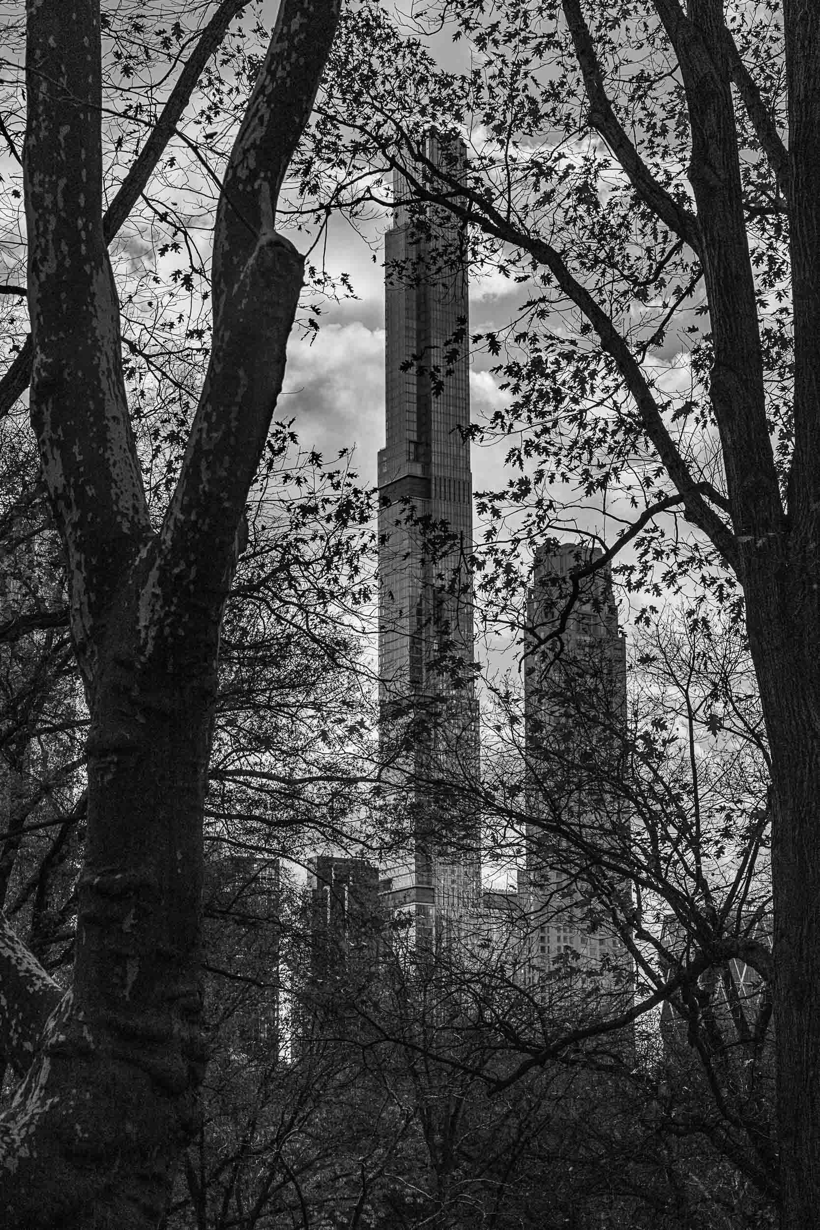 Through the Trees, Central Park