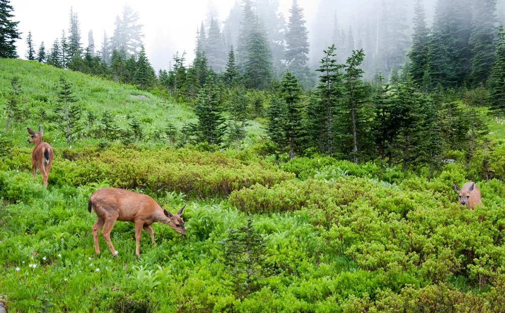 Mt-Rainier-2010.jpg
