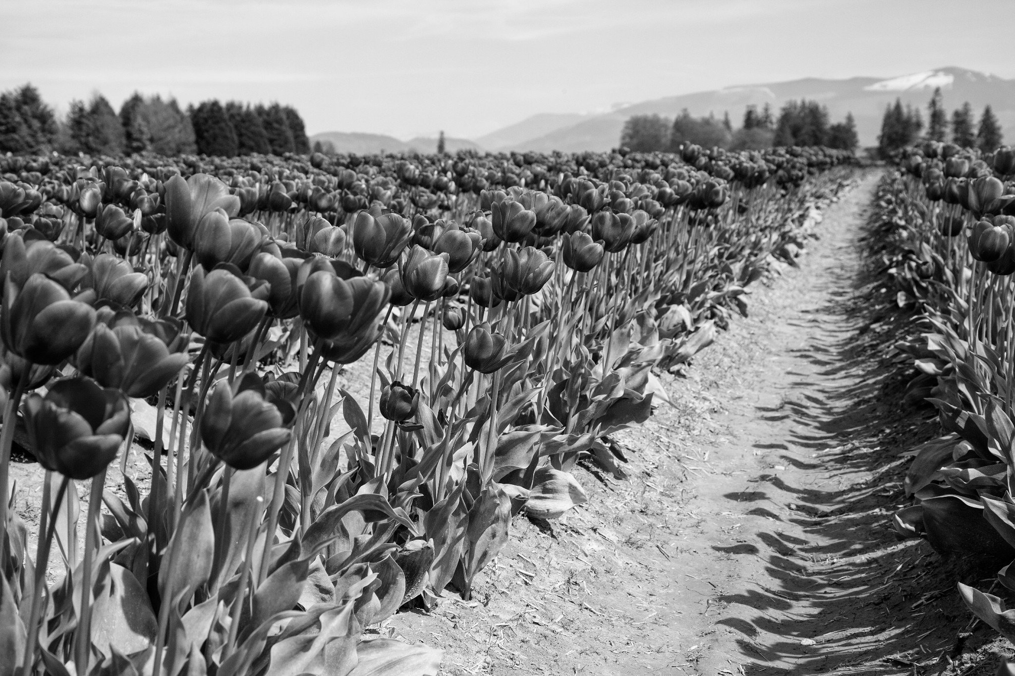 in-black-and-white.jpg