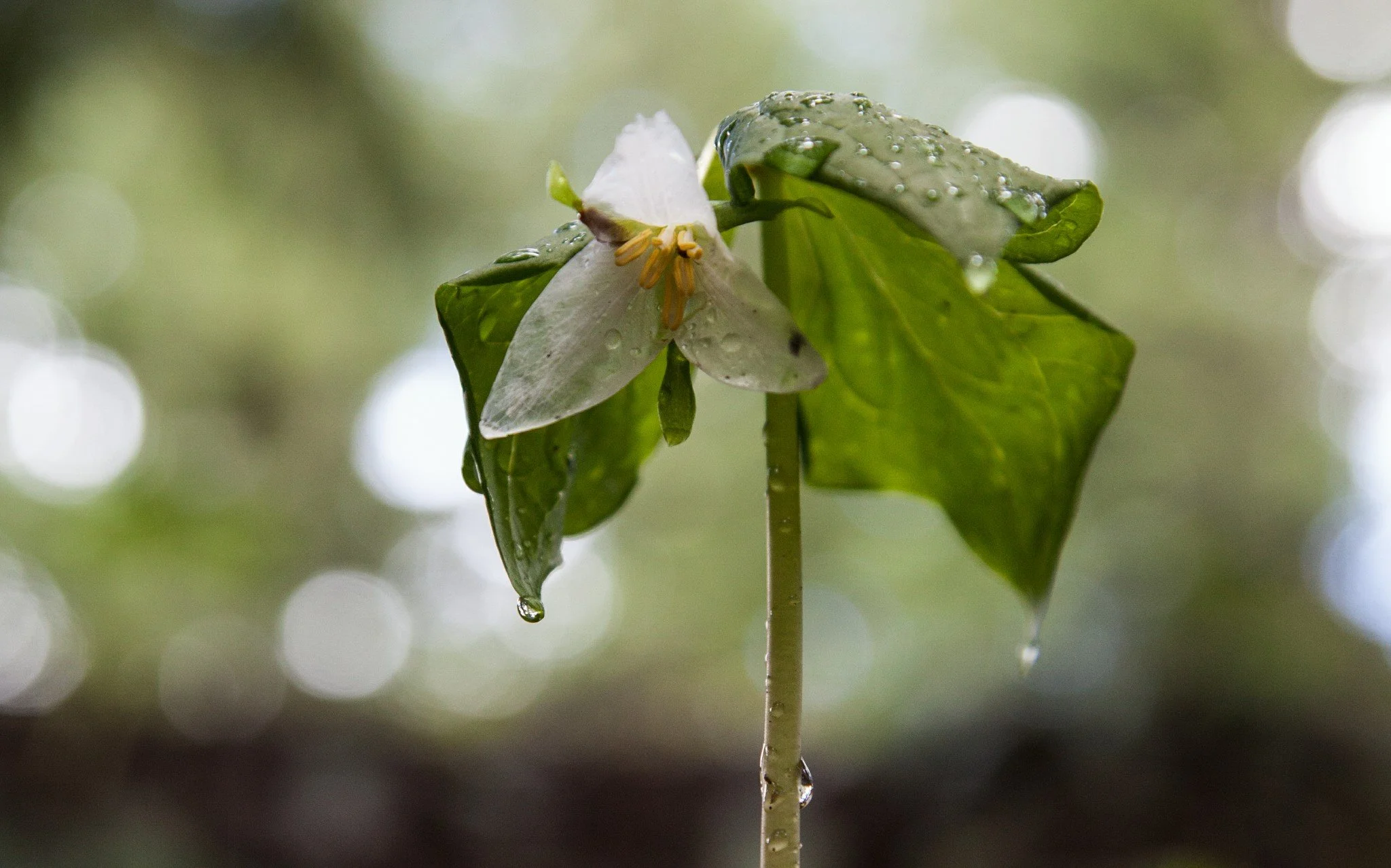 dripping-trillium-desktop.jpg