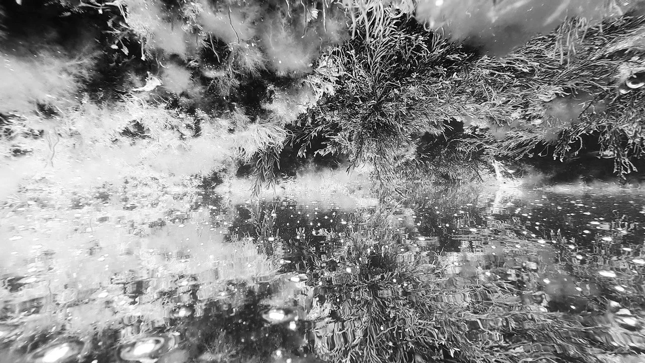 CWOO-O+P-RockPoolPhotosynthesis-1-B&W.jpeg