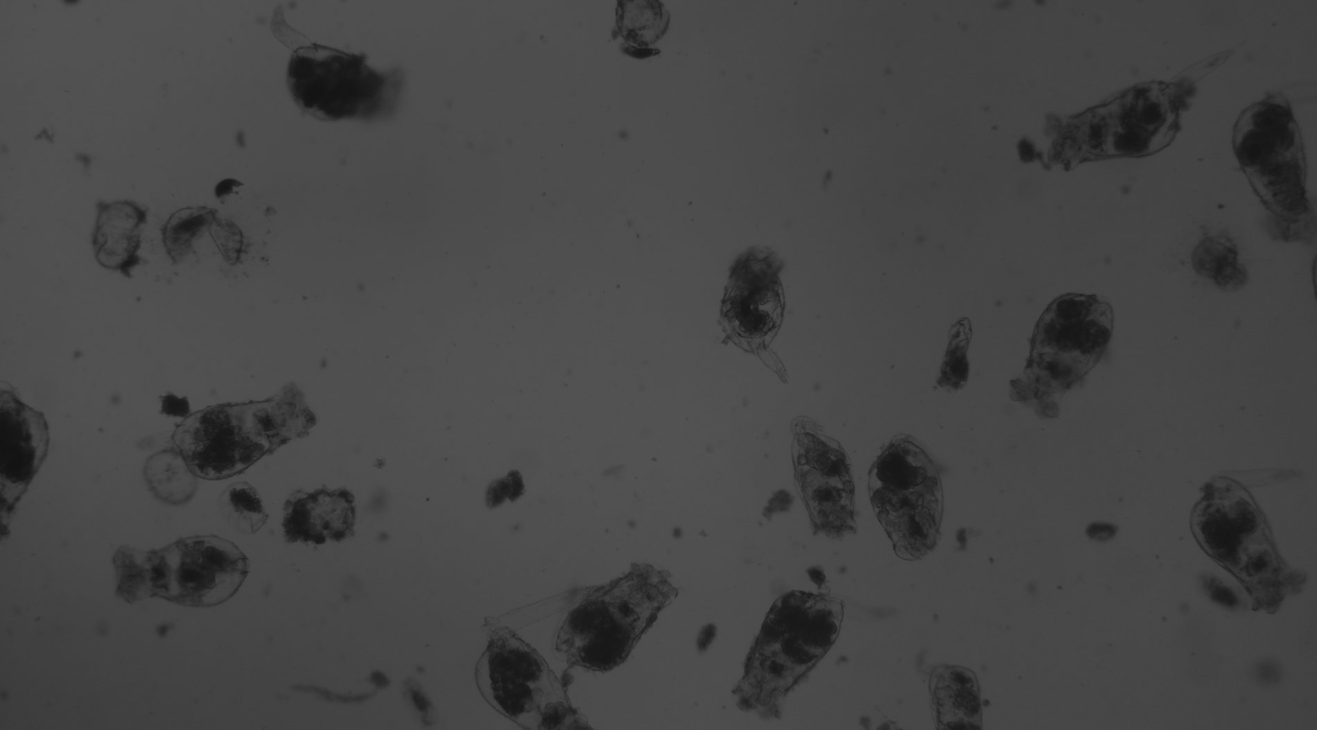 Microscopic - Conversation with our Ocean.jpg