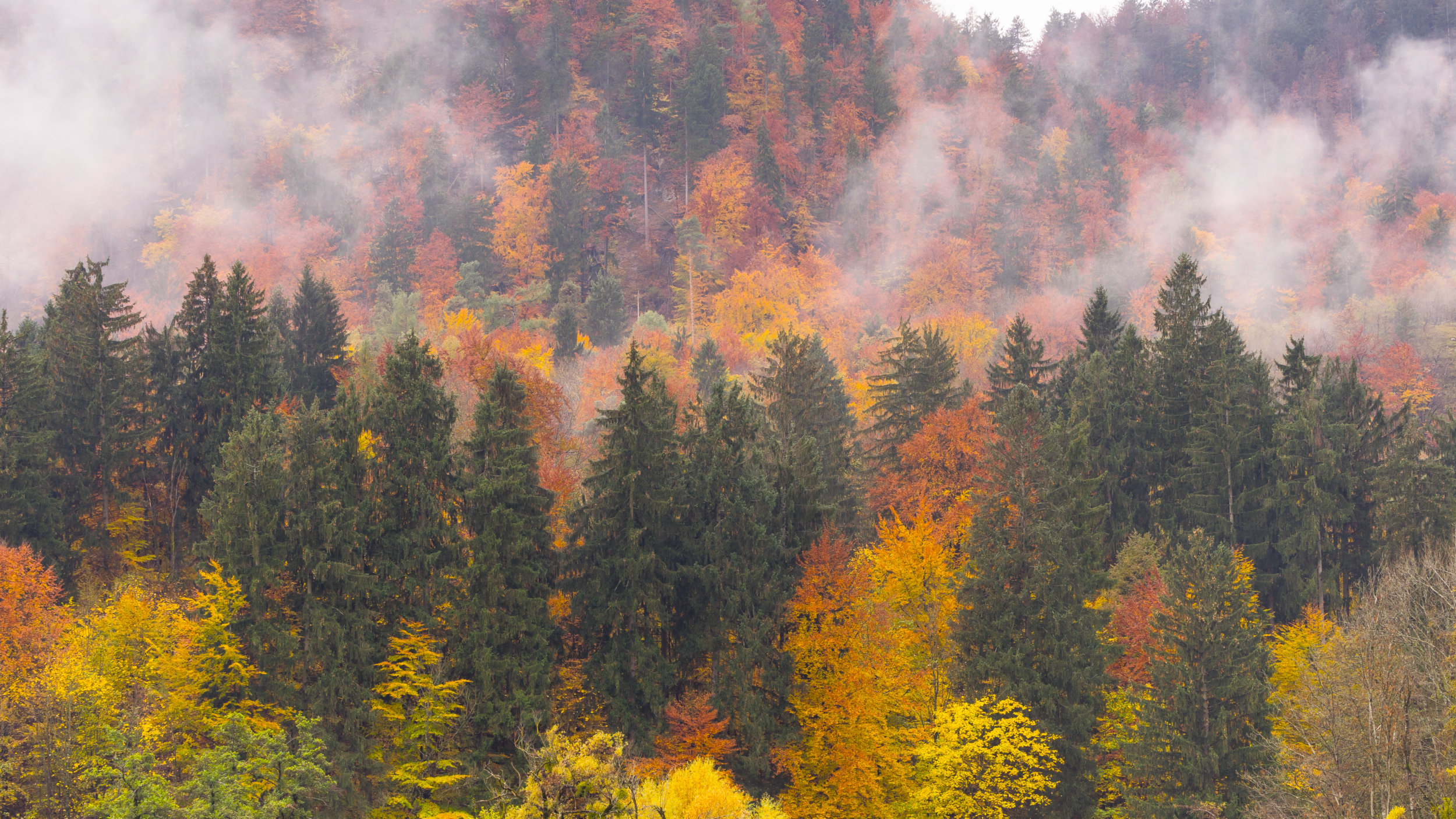 Forest, Bled, Slovenia