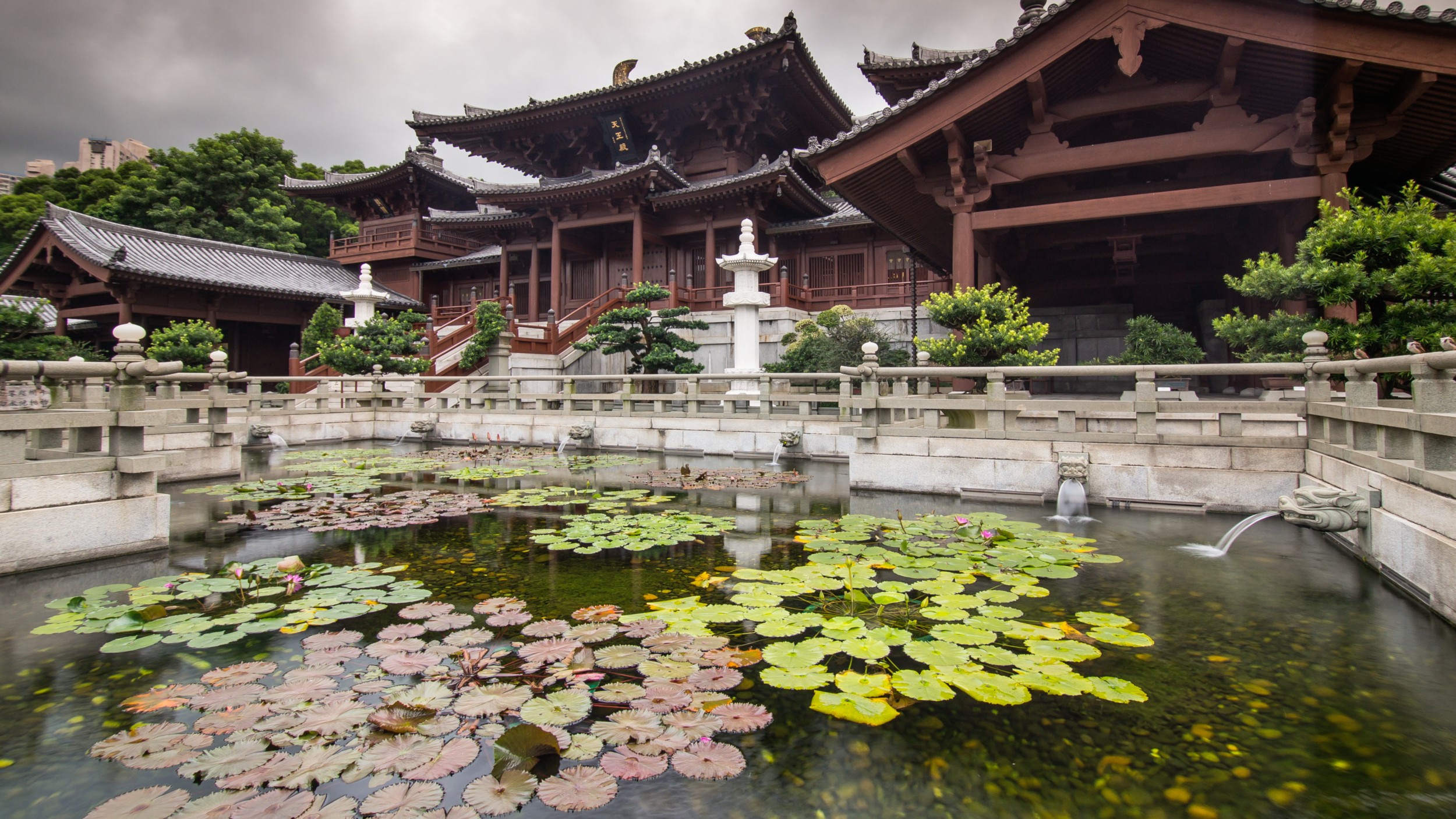 Lotuses in a Buddhist temple, Hong Kong