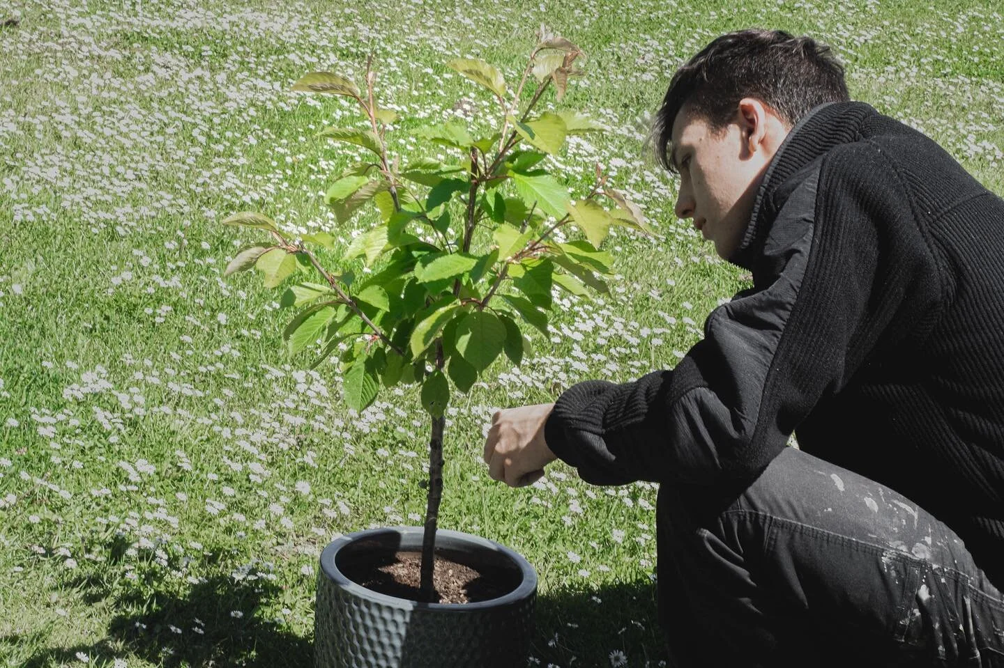 Cherry blossom sapling that I&rsquo;ve been nursing since winter #conservation #cherrytree #sapling #cherryblossom