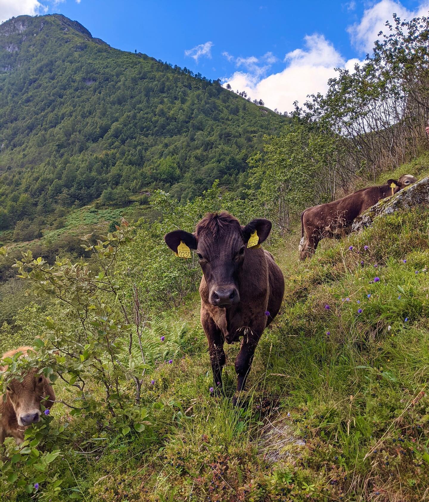 Juli 2022☀️
V&aring;re tre flotte kalvar p&aring; beite🐮

#vestlandskfjordfe #fjordfe #ku #kyr #kalv #kandal #kandalen #nordfjord #storfe #fjord #fjell #beite #g&aring;rd #g&aring;rdsdyr #sommar #sommer