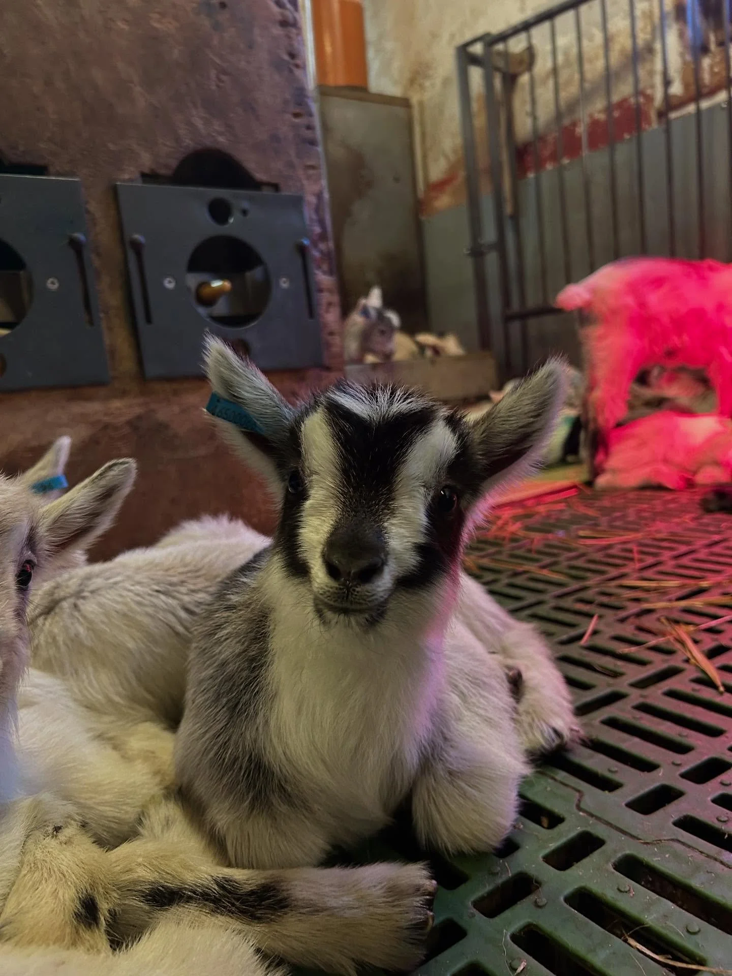 KJEING

No er det full rulle i fj&oslash;sen med kjeeing, mjelking og oppl&aelig;ring av dei sm&aring;. Og med ny periode med mjelking tyder det ogs&aring; at ystesesongen n&aelig;rmar seg. P&aring; seinsommaren i fjor tok vi det nye kvitostysteriet 