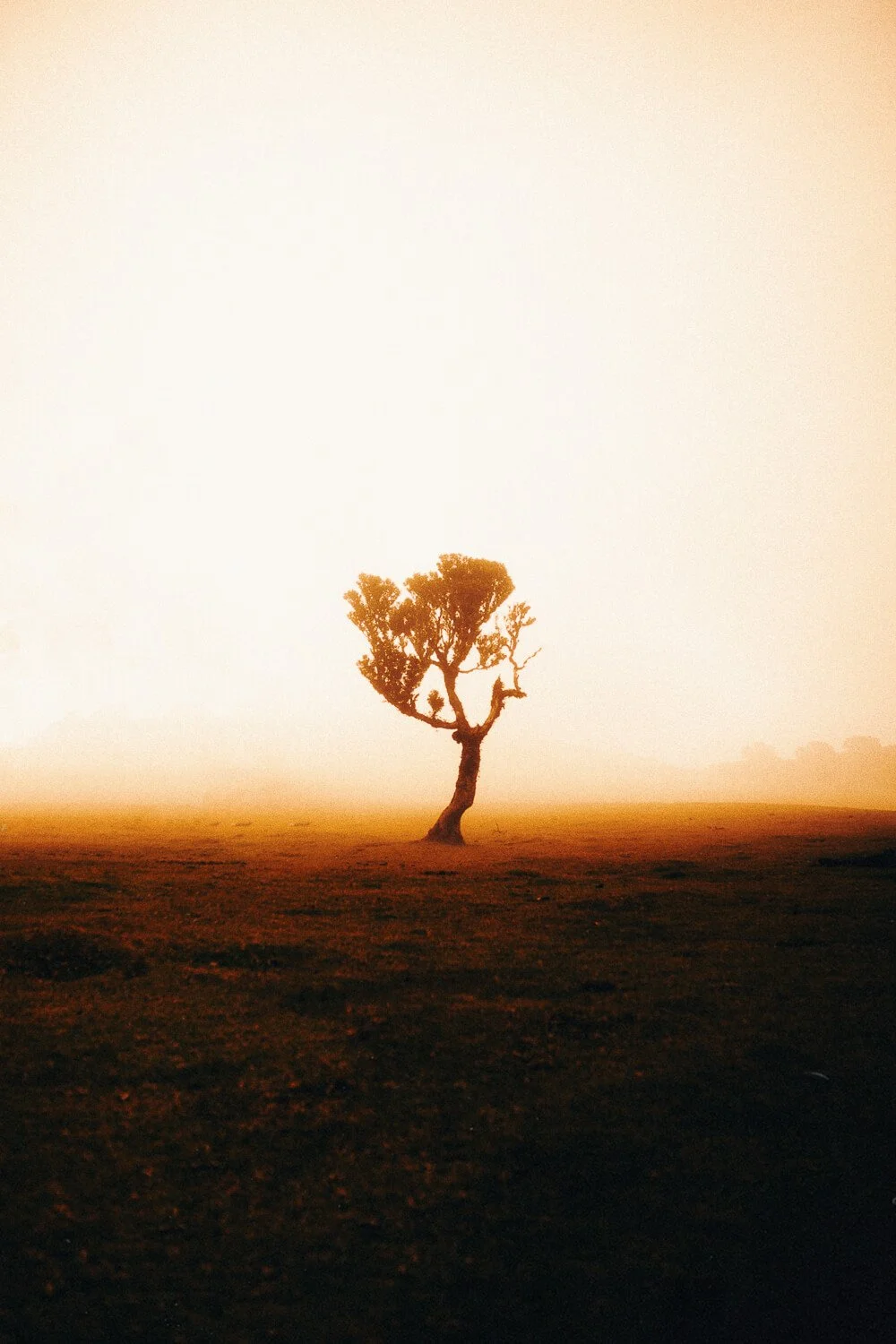 A solitary tree with windblown branches standing in an open field during dusk or dawn, with a warm, misty atmosphere.