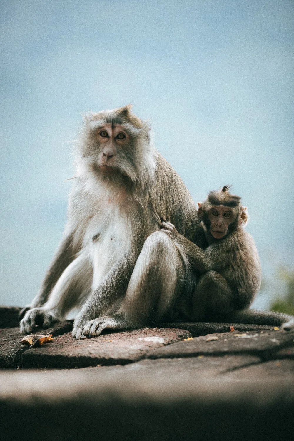 Une mère singe et son bébé assis sur un rocher, avec un fond de ciel bleu.