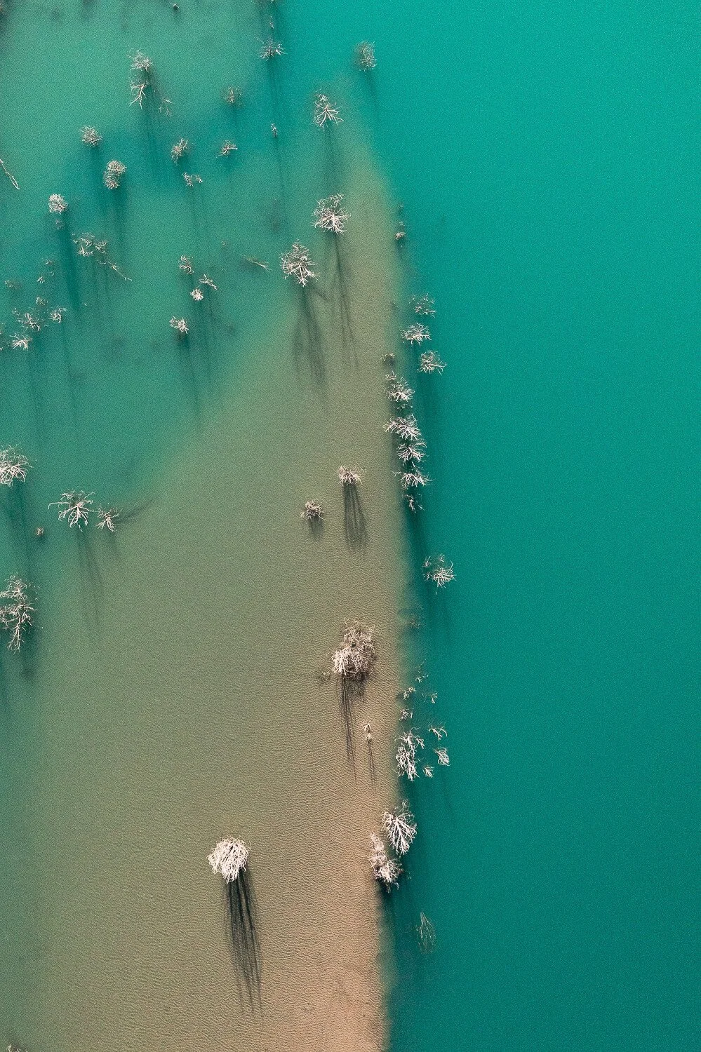 Aerial view of shallow water with leafless trees and their long shadows on the water's surface.