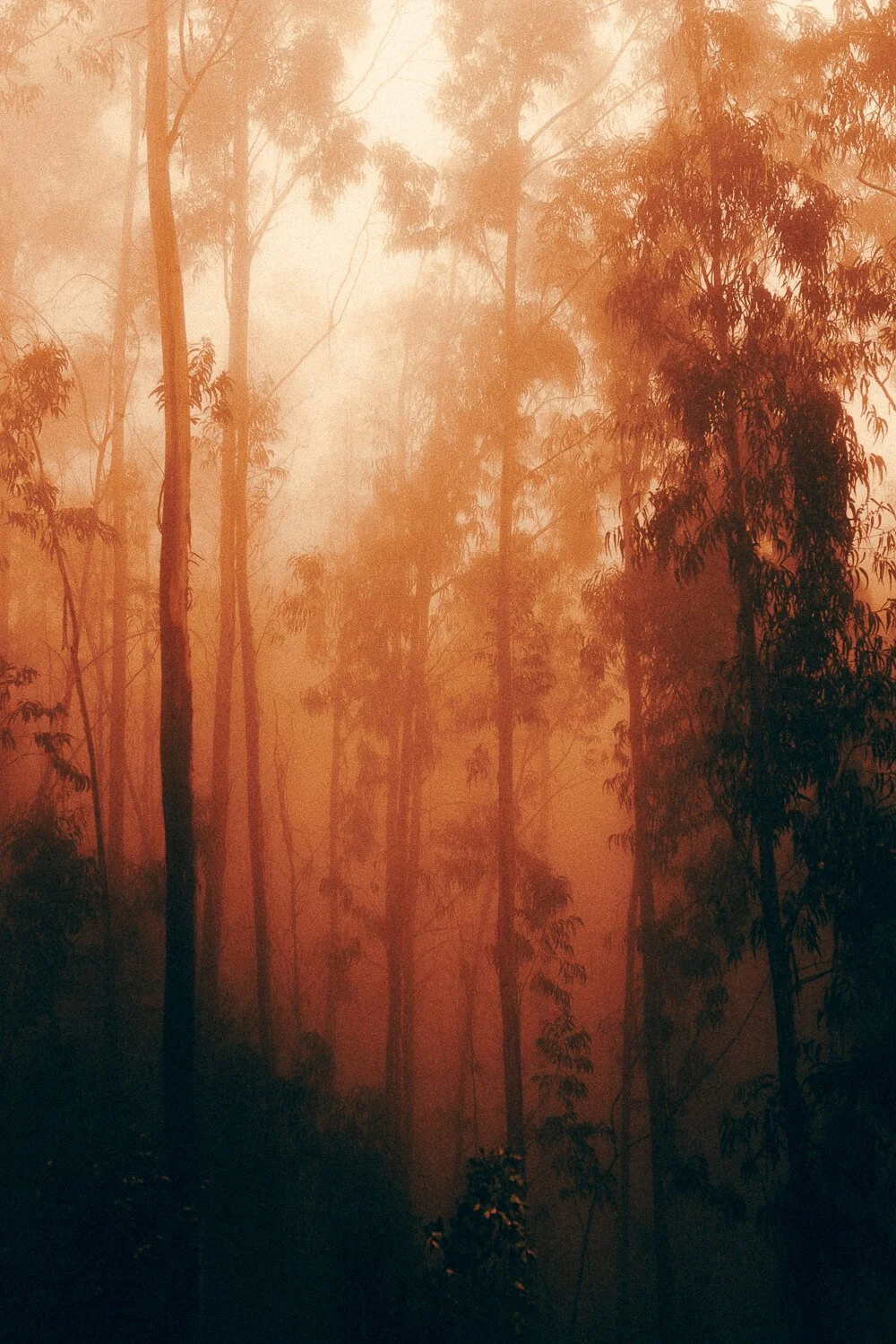 A forest scene shrouded in thick orange smoke or fog, with tall trees and dense foliage.