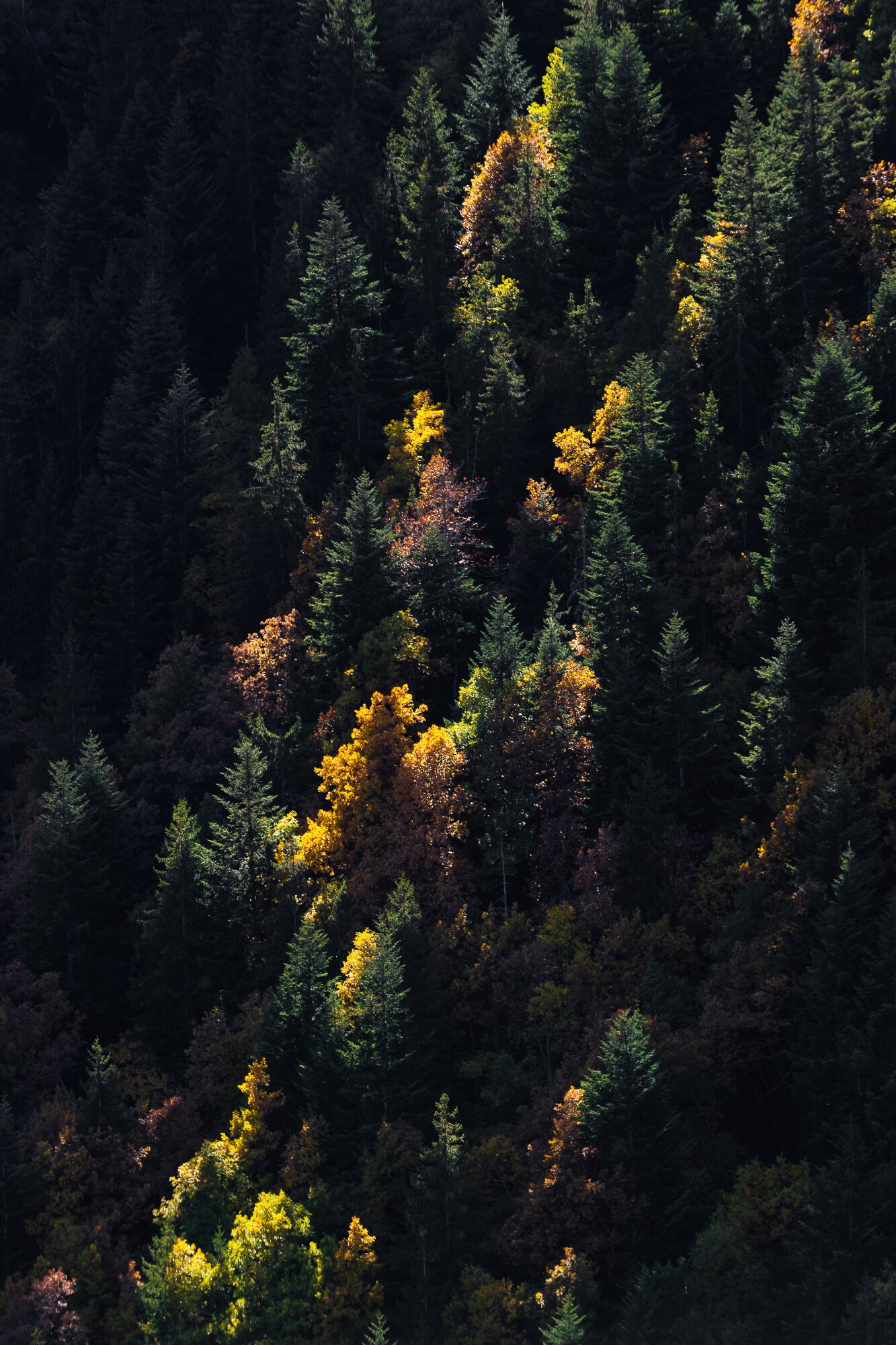 A dense forest with evergreen and deciduous trees showing fall colors, sunlight filtering through the trees.