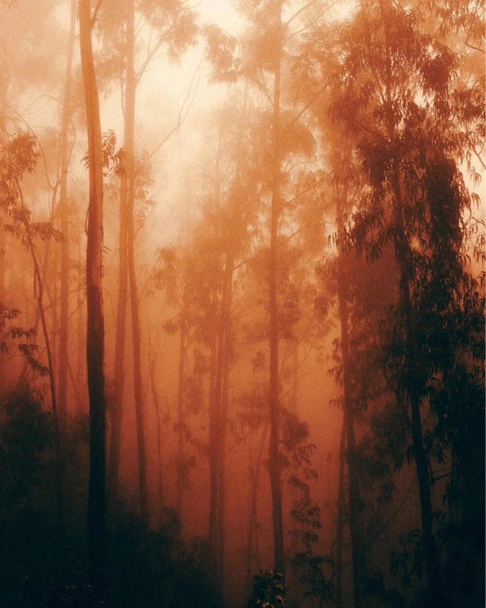 Forêt en feu avec des arbres enveloppés de fumée orange.