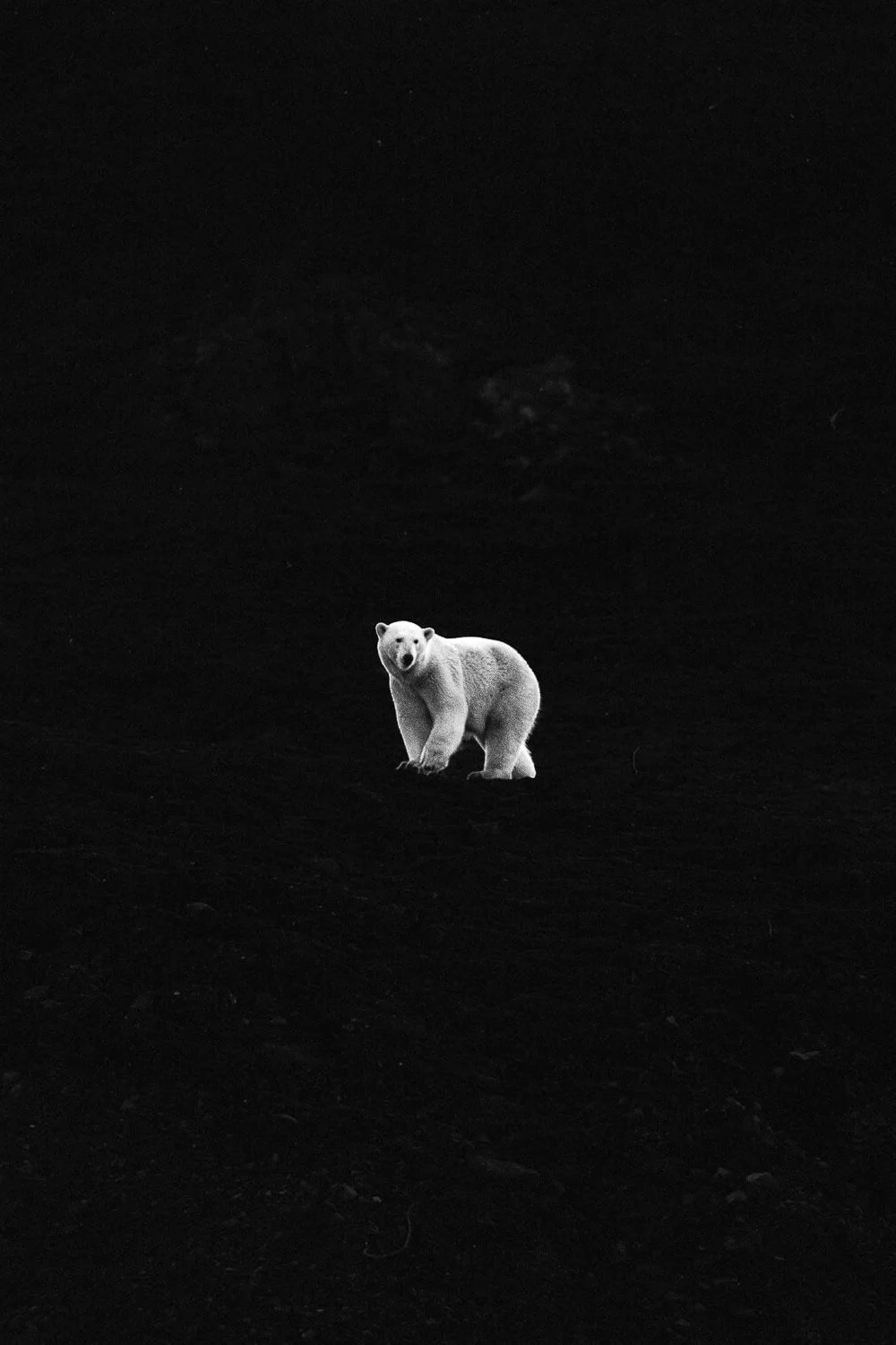 Ours polaire debout sur un sol sombre, entouré d'obscurité.