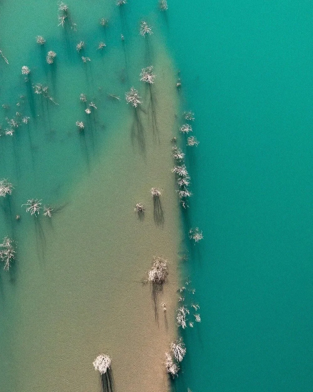 Aerial view of shallow water with leafless trees and their long shadows on the water's surface.