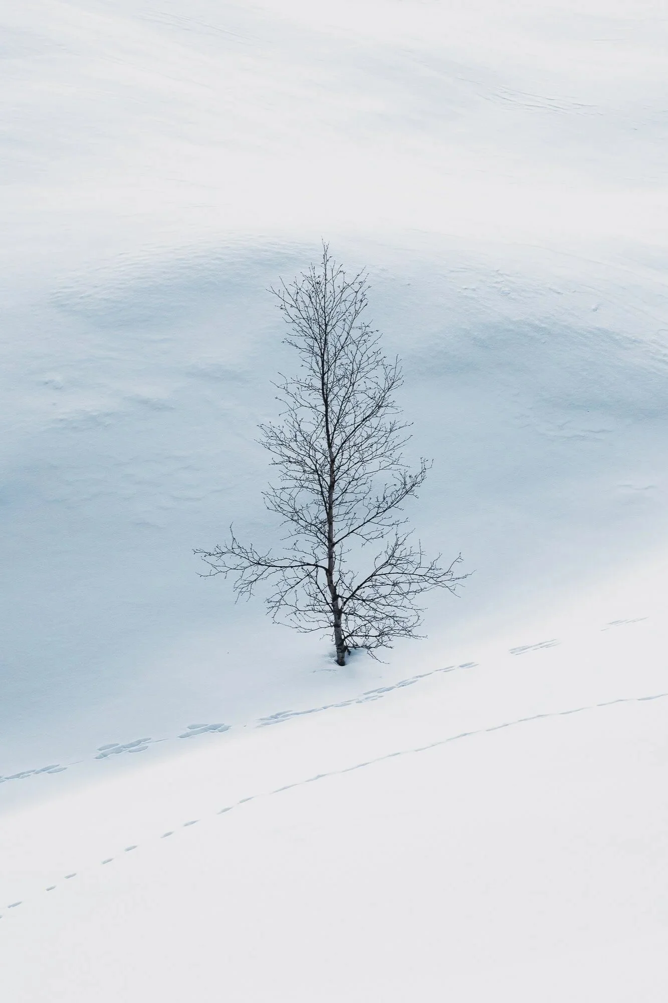 A solitary, leafless tree in snow-covered landscape with animal tracks in the snow.