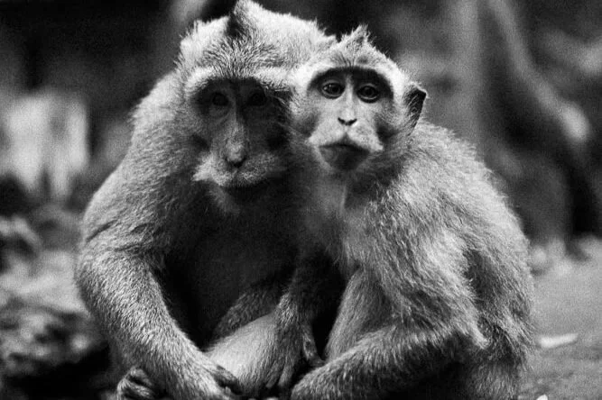 Two monkeys sitting close together, with their arms around each other, in a natural outdoor setting.