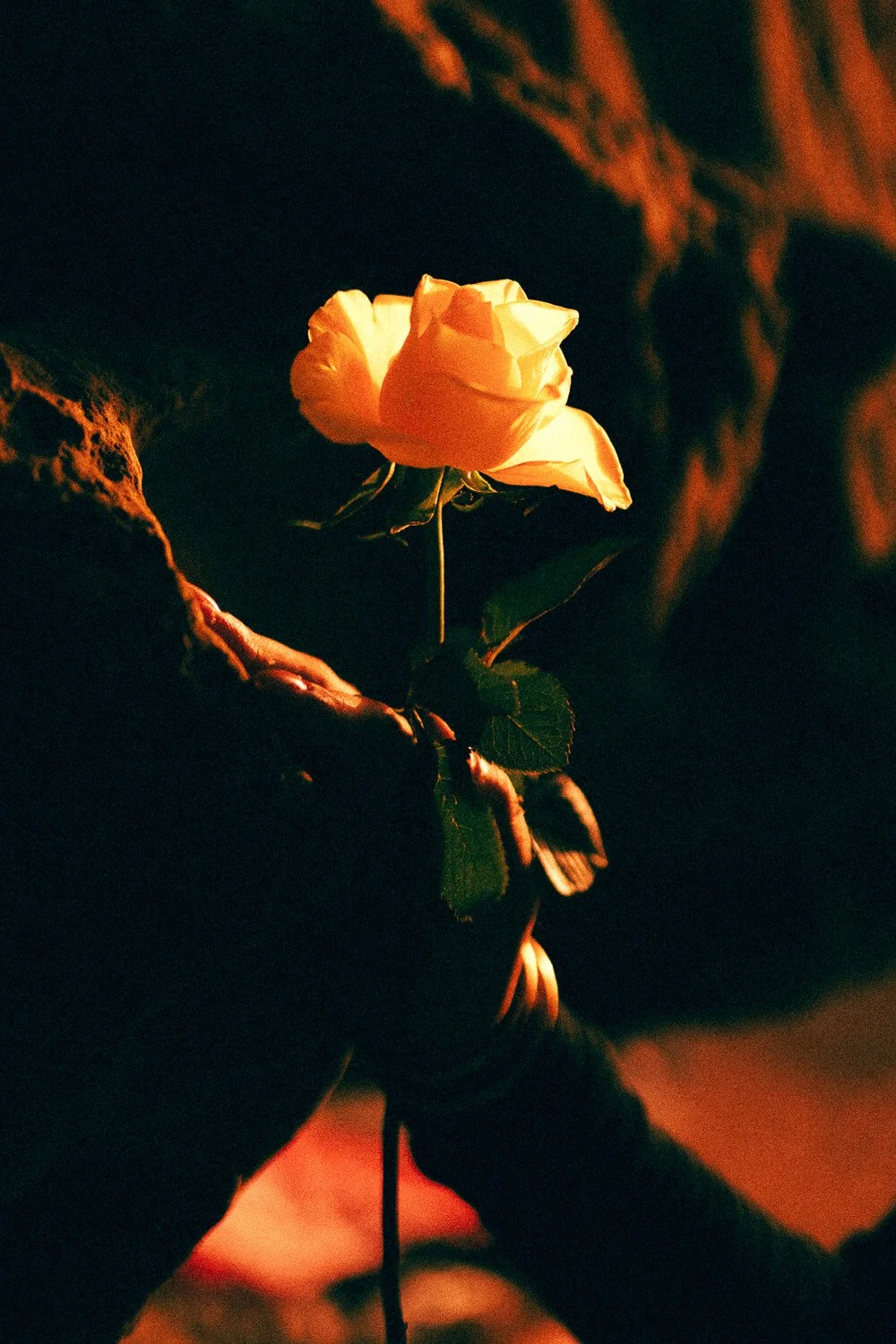 A single pale yellow rose held by someone wearing a dark jacket, lit by warm, low lighting with a dark background.